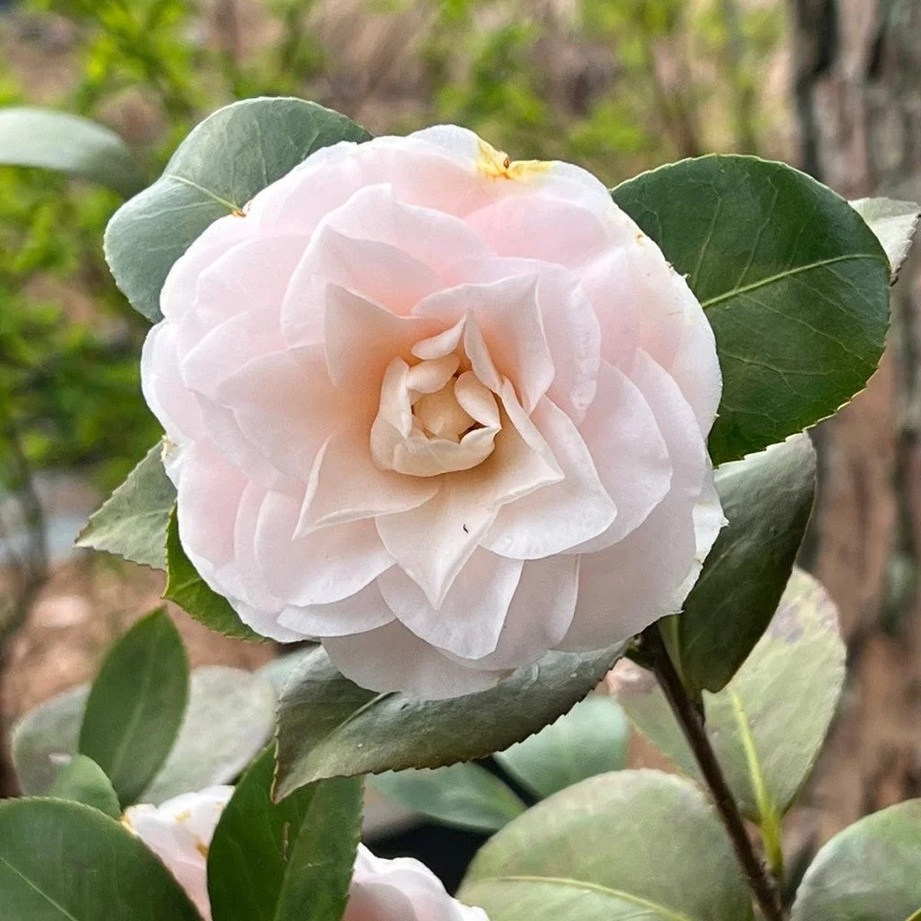 Pixies Gardens Goggy Camellia 2 Gallon