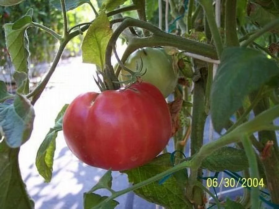 Clovers Garden Brandywine Red Tomato Plant – Two (2) Live Plants - Not Seeds - Each 5