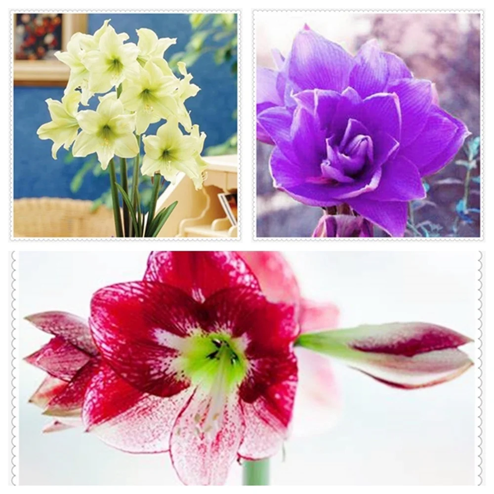 Amaryllis  Bulbs Plantation Planting Professional Planting