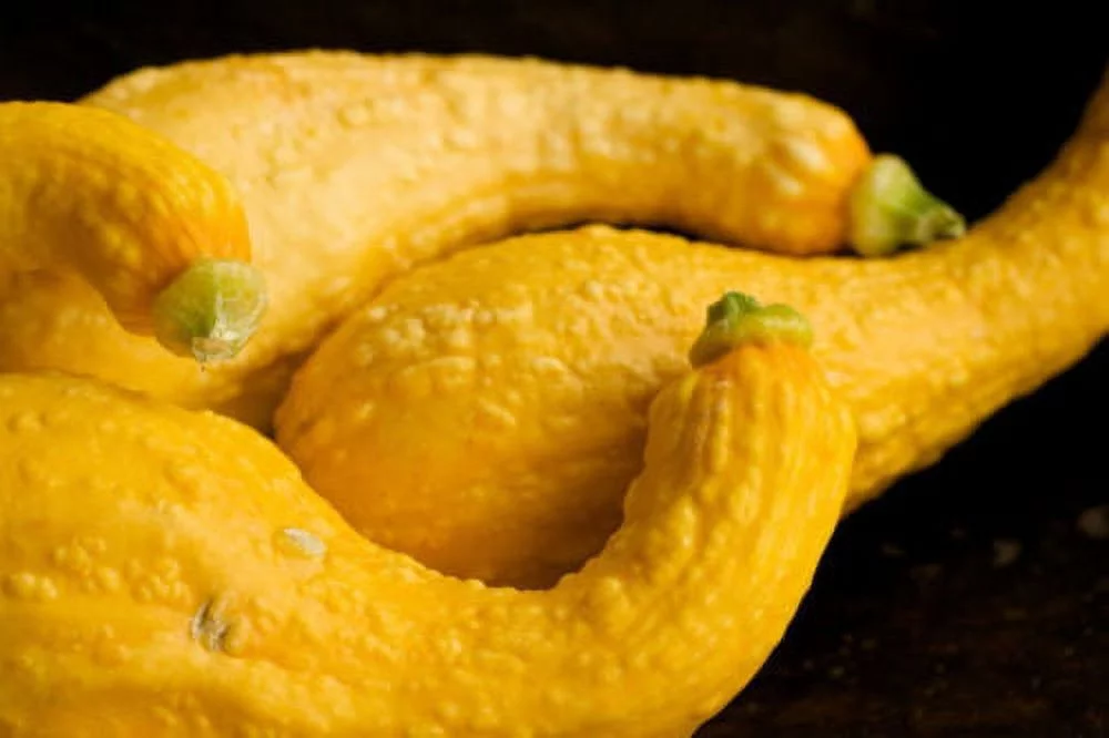Squash Yellow Crookneck Garden Heirloom Vegetable 30 Seeds By Seed Kingdom