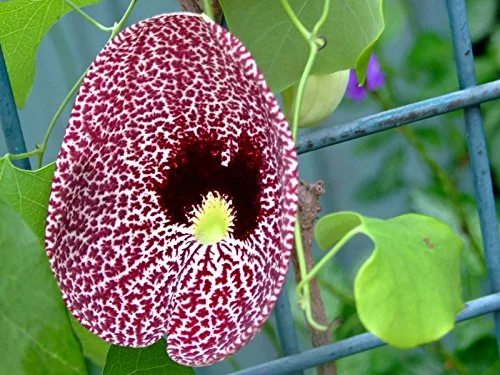 Aristolochia elegans | Elegant Dutchmans Pipe | Calico Flower | 50_Seeds