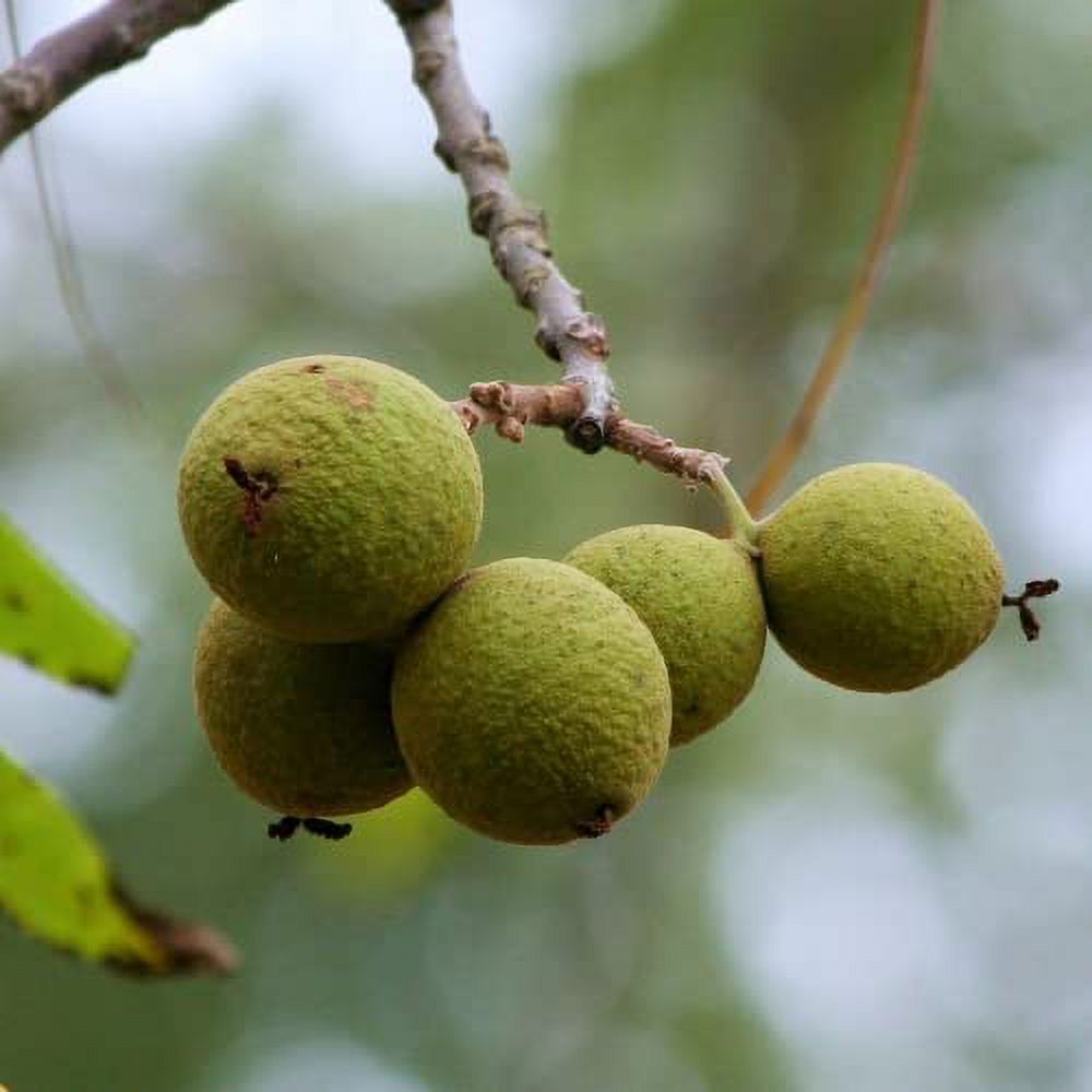 CHUXAY GARDEN 3 Seeds Juglans Nigra Seed,Black Walnut,Eastern Black Walnut,American Black Walnut Privacy Screen Plant Edible Fruit Tall Deciduous Tree Great for Garden
