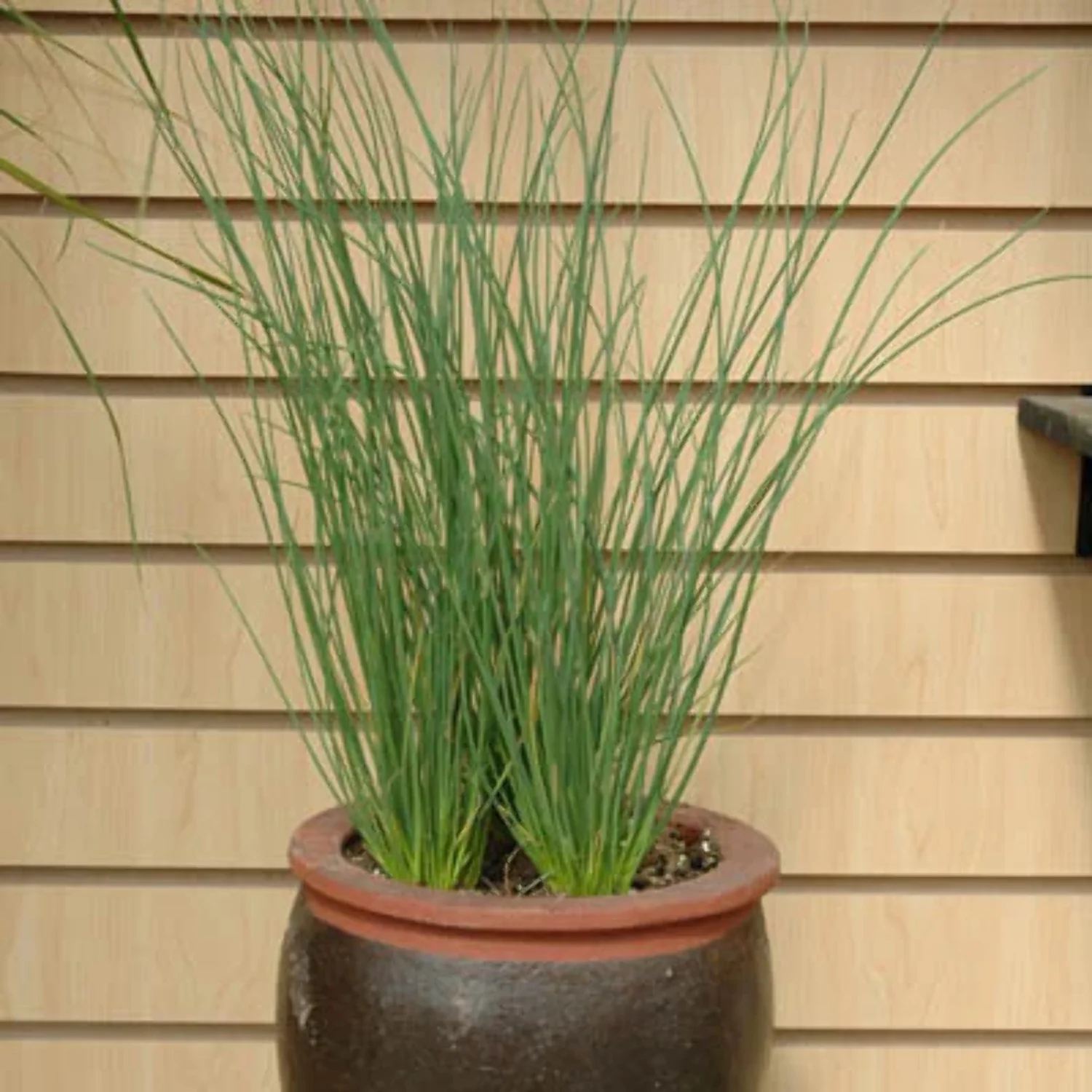 Juncus Blue Arrows Seed