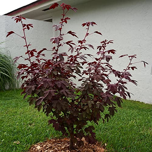 5 Hibiscus Cranberry, Cranberry Seeds,Hibiscus Acetosella, Edible -QAUZUY GARDEN