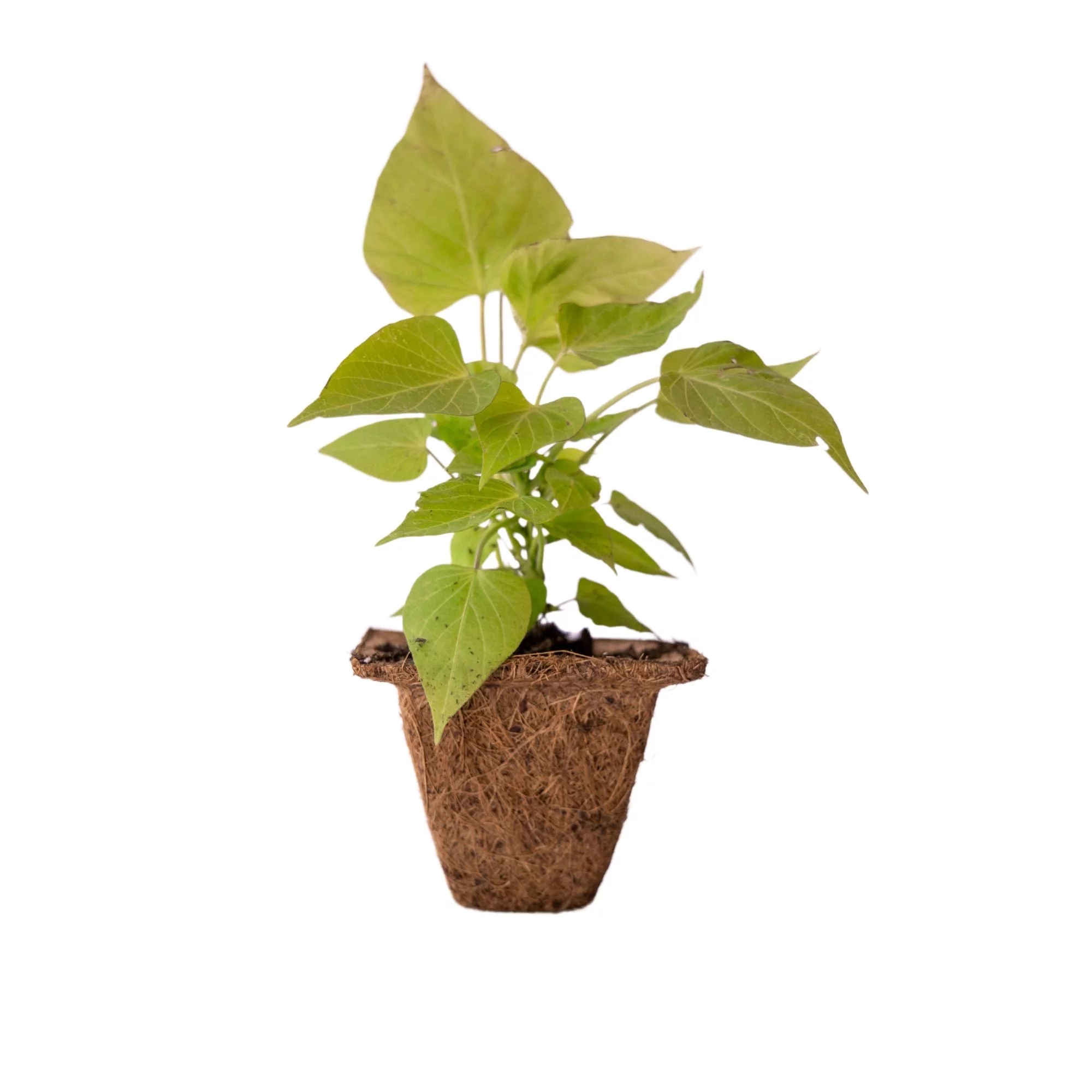 Coconut Fiber Plant Seedling Pots - Square - 24 Pack - 4 In. Rim x 3 In. Tall - Sustainable, Biodegradable Garden Seed Starting - Coco Coir Planters