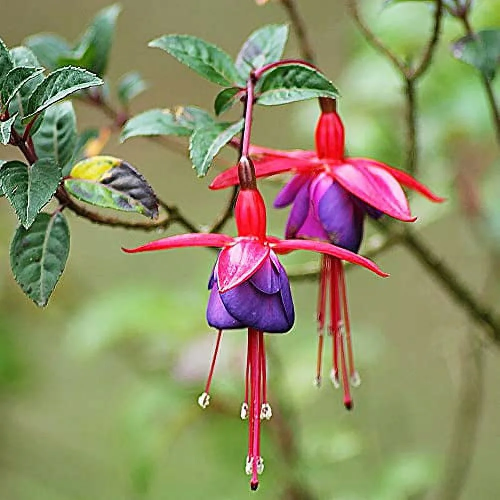 QAUZUY GARDEN 200 Red Violet Fuchsia Seeds for Planting, Non-GMO & Heirloom Perennial Potted Hanging Flowers for Home Hanging Baskets Plant Bonsai Attract Hummingbirds