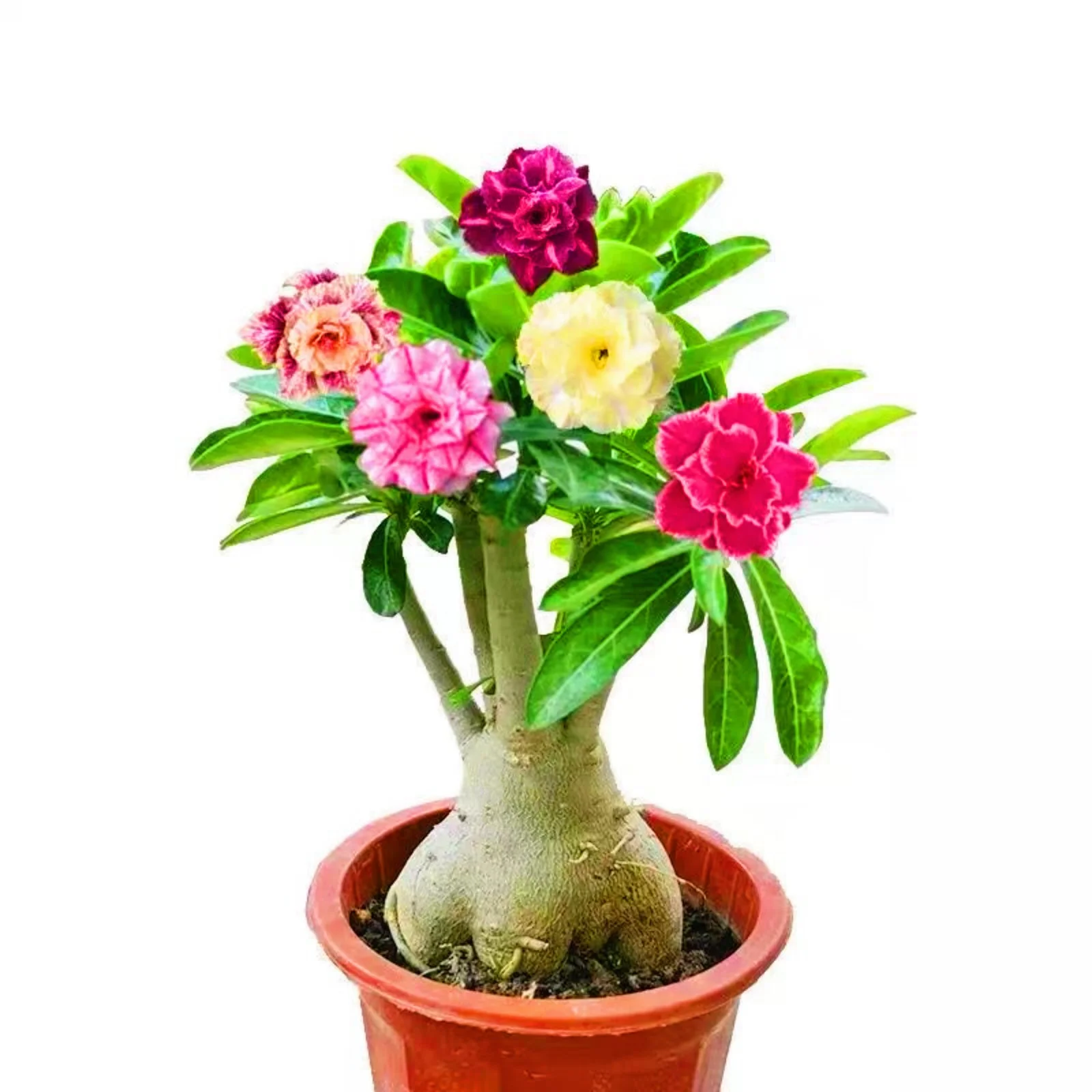Desert Rose Plants For Sale Desert Rose Bulbs Desert Rose Roots Desert Rose Plant Live Large Garden Decoration Garden Flowers Bonsai Plant