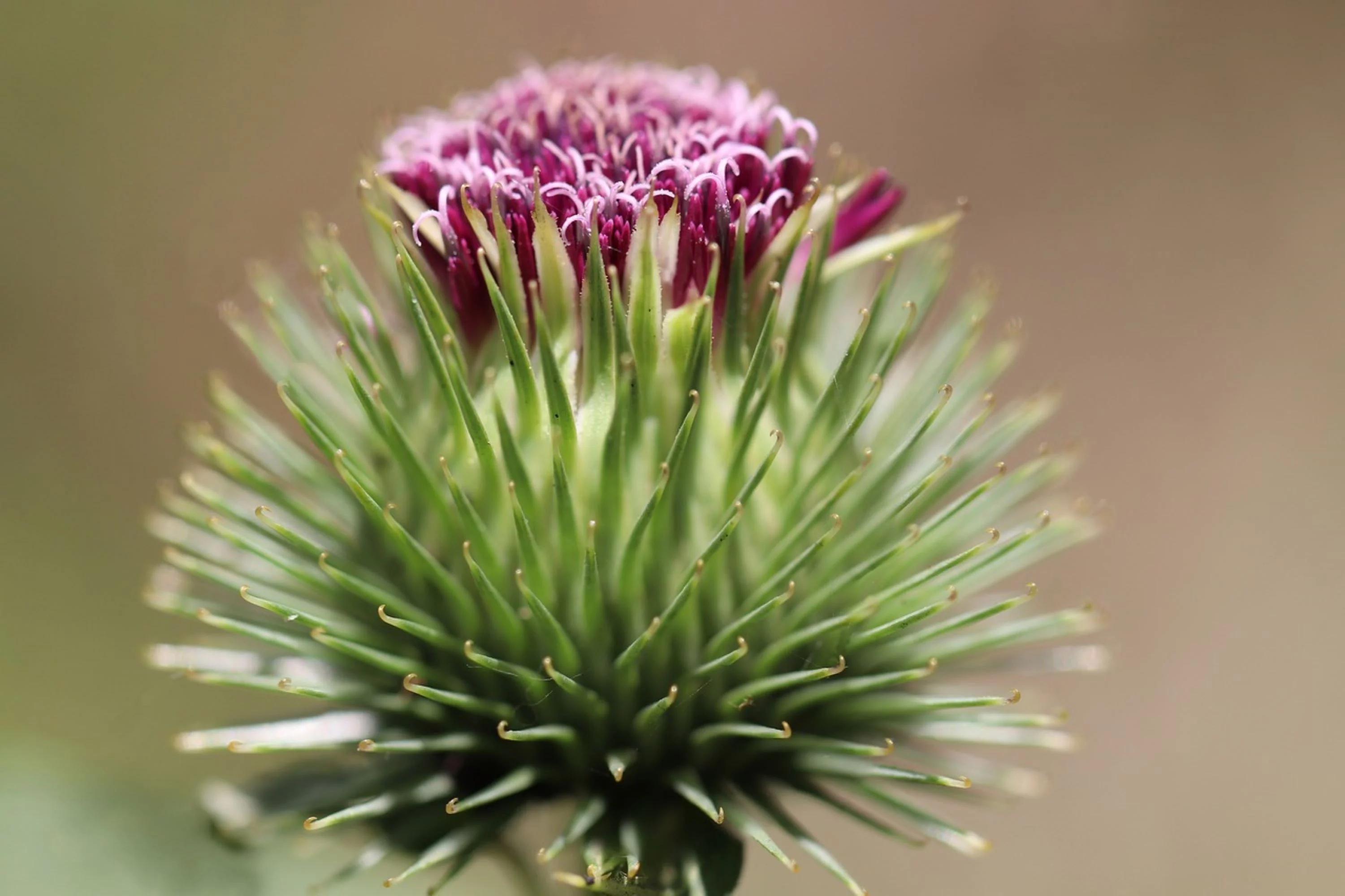 Burdock Seeds/ Biennial/ Full Sun/175 Seeds 1/8 oz/ Zellajake Farm and garden - B158
