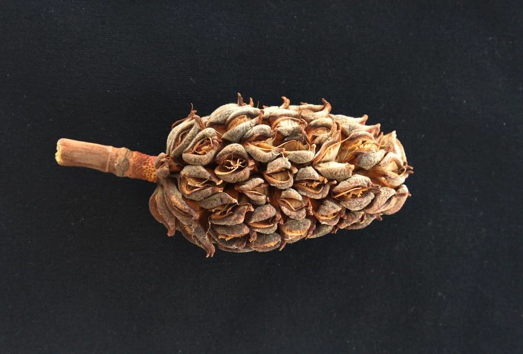 Magnolia Pine Cones - Stunning Magnolia Seed Pods, Great for Decorating, Crafts, Wedding and Fall Decor, Wreath Making (5 Cones)