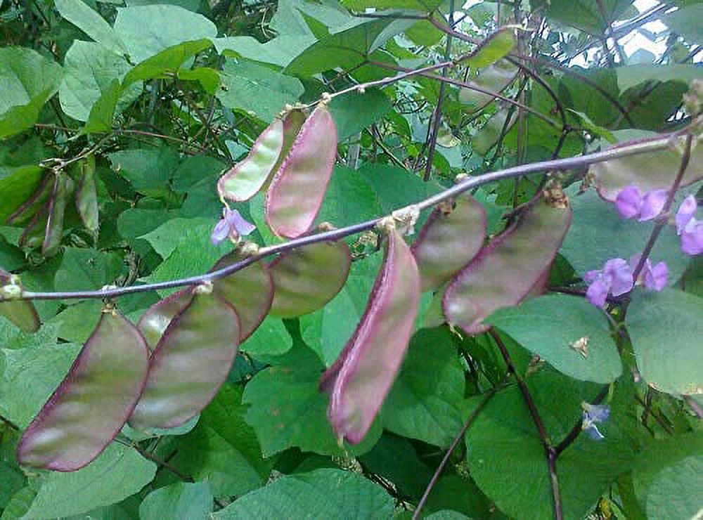 10+ Hyacinth Bean Asia Hyacinth Bean Seeds Purple Flower Lablab purpureus Vegetable Non-GMO