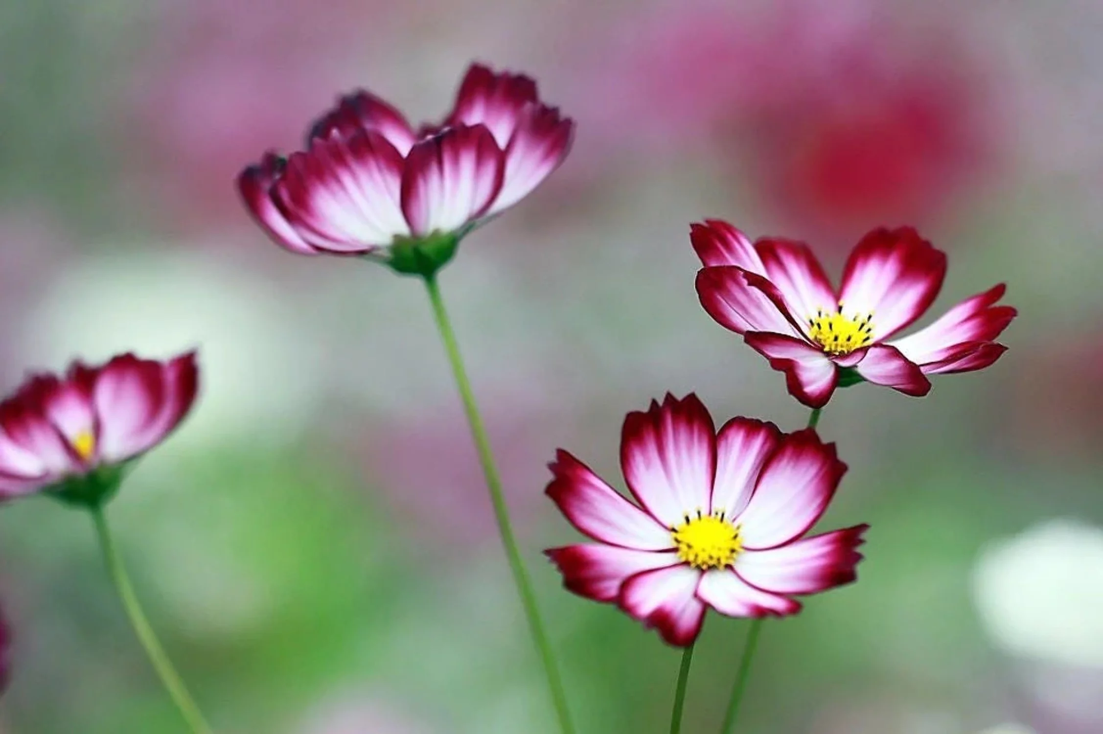 300 CANDY STRIPE COSMOS Cosmos Bipinnatus Flower Seeds