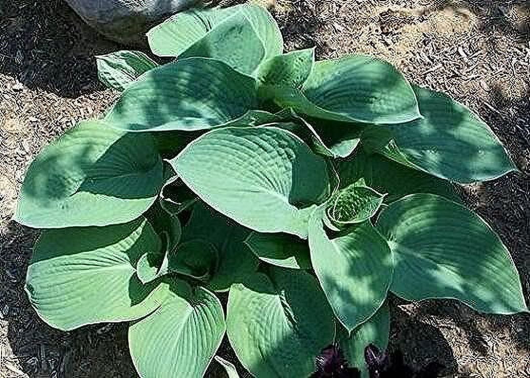 10 HOSTA ELEGANS Shade Flower Seeds * Combined Flat Shipping