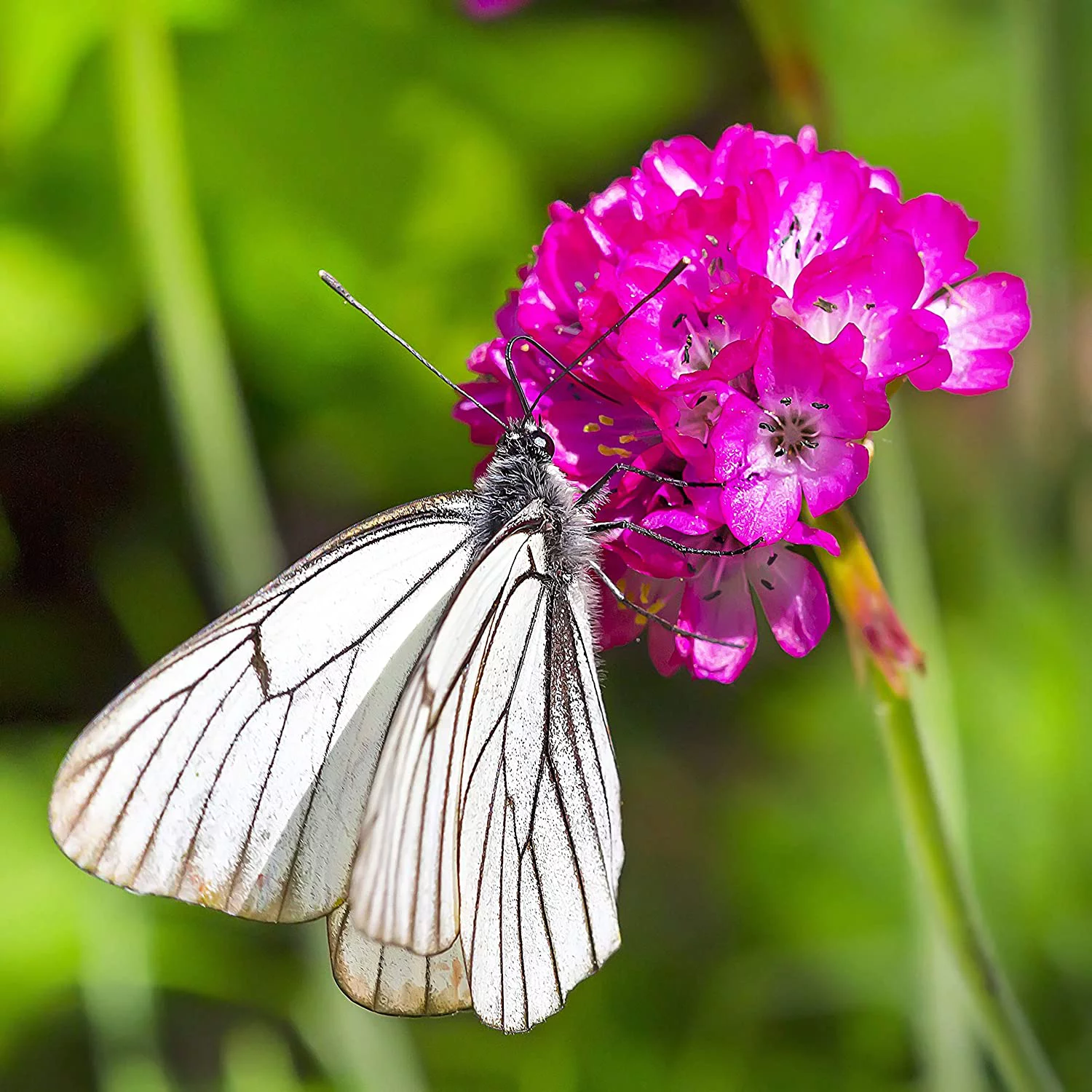 Outsidepride Perennial Armeria Maritima Ground Cover Plant Seed for Full Sun - 2000 Seeds