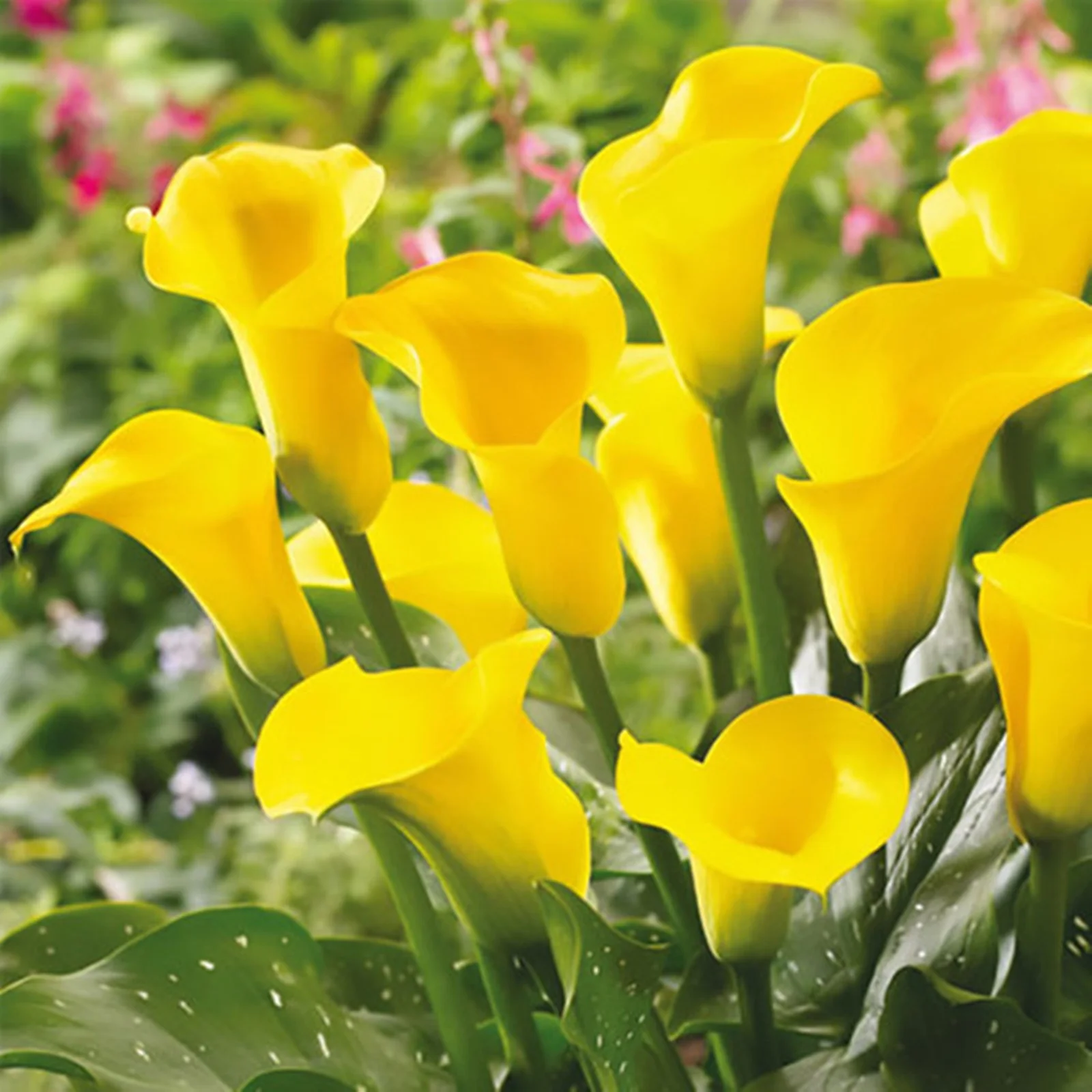 Calla Lily Bulbs, Calla Lily Bulbs For Planting, The Flowers Are Large Calla Lily Plants,Bulb Flowers, Calla Lily Plant,Calla Lily Bulbs, Suitable For Flower Arrangements, Easy To Care For,