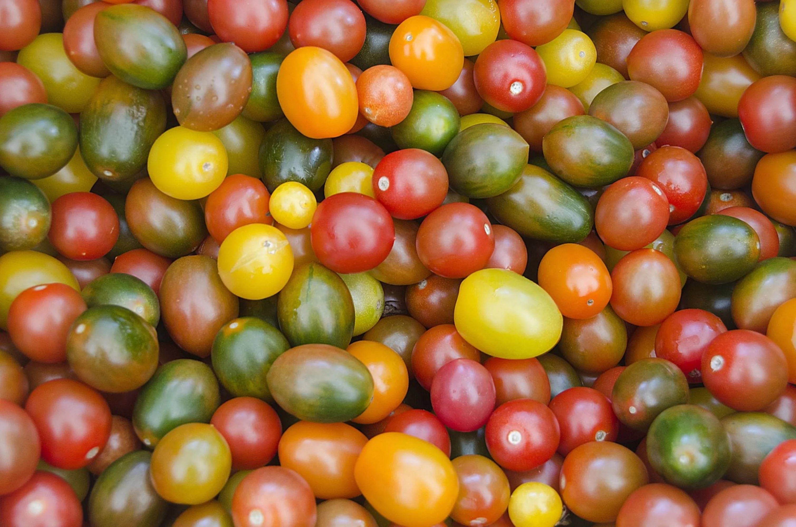 Rainbow Cherry Tomato Mix/Full Sun/Annual/600 Seeds 1 Gram/ Zellajake Farm and Garden - B94
