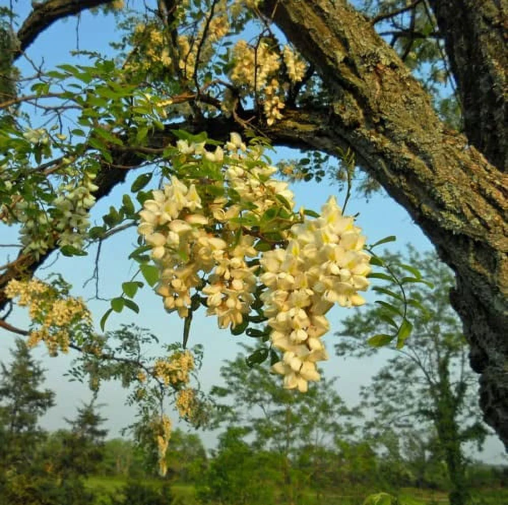 CHUXAY GARDEN 25 Seeds Robinia Pseudoacacia,Black Locust Tree,False Acacia Lovely White Flowers Fast-Growing Fragrant Deciduous Tree Attract Honeybees and Hummingbirds