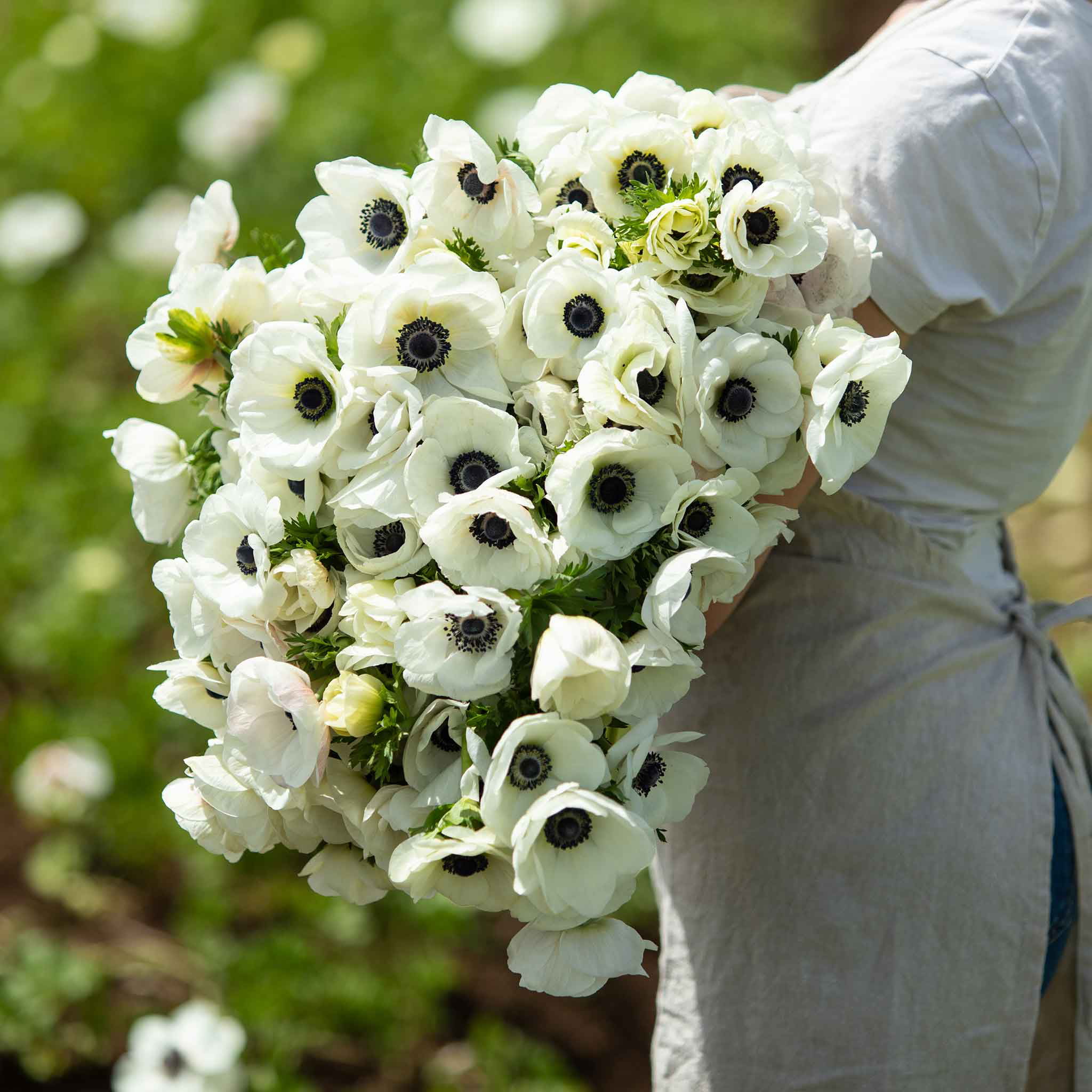 Anemone Bulbs - De Caen White - 60 Bulbs - White Flower Bulbs,  Corm  Attracts Bees, Easy to Grow & Maintain, Container Garden
