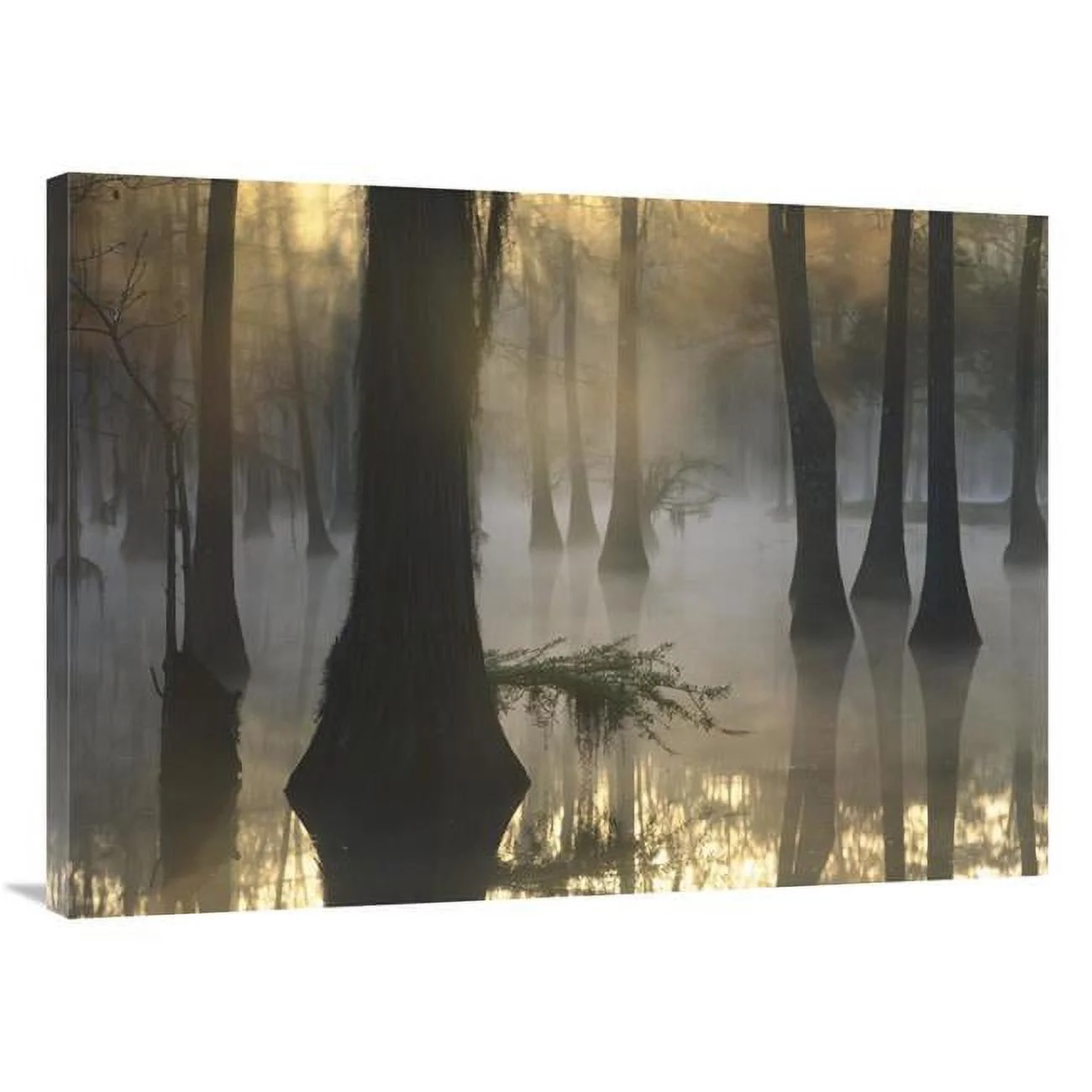 Global Gallery  Bald Cypress Grove in Freshwater Swamp At Dawn - Lake Fausse Pointe - Louisiana Art Print - Tim Fitzharris