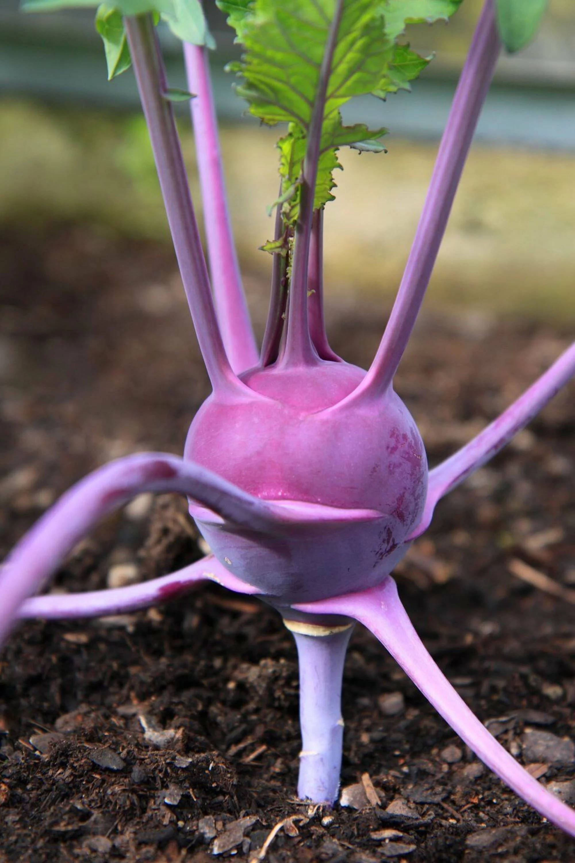 Purple Vienna Kohlrabi Seeds/ Perennial/ Full Sun/ 44K Seeds 1/4lb/ Zellajake Farm and Garden - B44