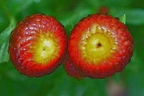 100 Red FIRE BALL STRAWFLOWER Helichrysum Monstrosum Flower Seeds