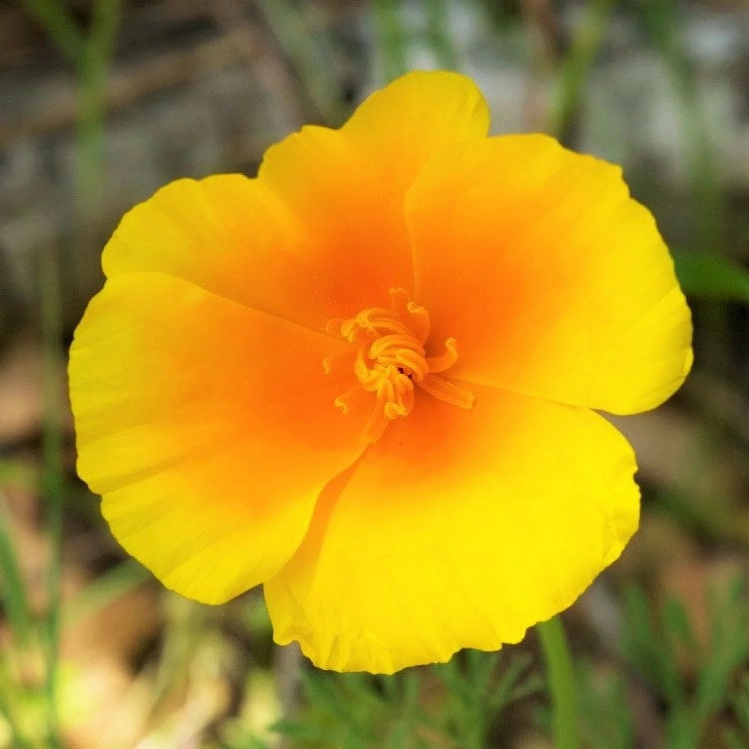 TomorrowSeeds - Coastal California Poppy Seeds - 1500+ Count Packet - E. californica var. maritima Cup of Gold Yellow Orange Perennial Poppies USA Flower Seed 2024