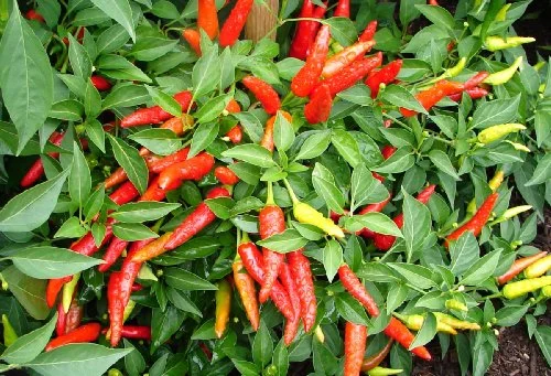 Clovers Garden Super Chili Hot Pepper Plant - Two (2) Live Plants – Non-GMO - Not Seeds – Each 4