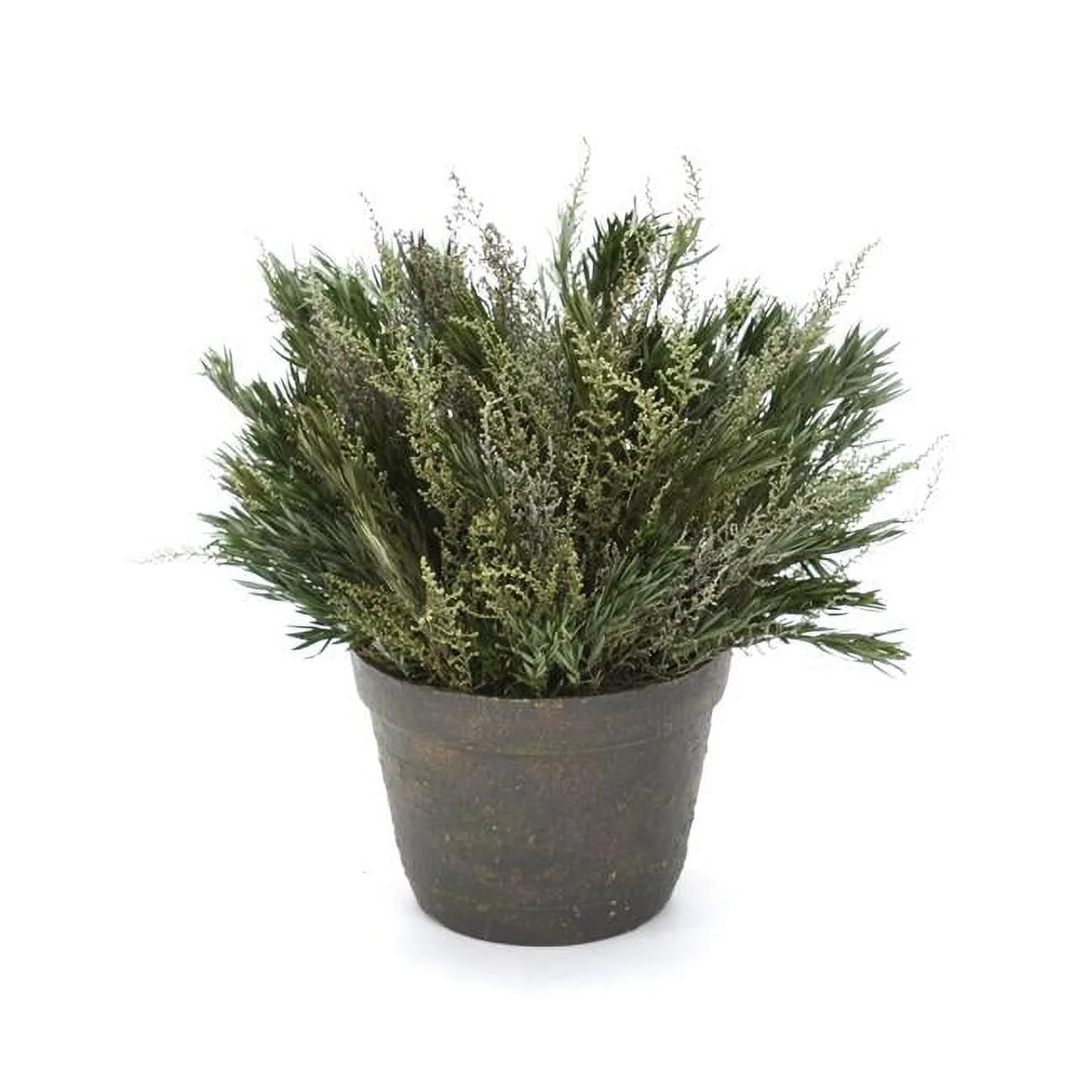 Unisex Green Stoebe & Salignum in A Clay Pot - Brown