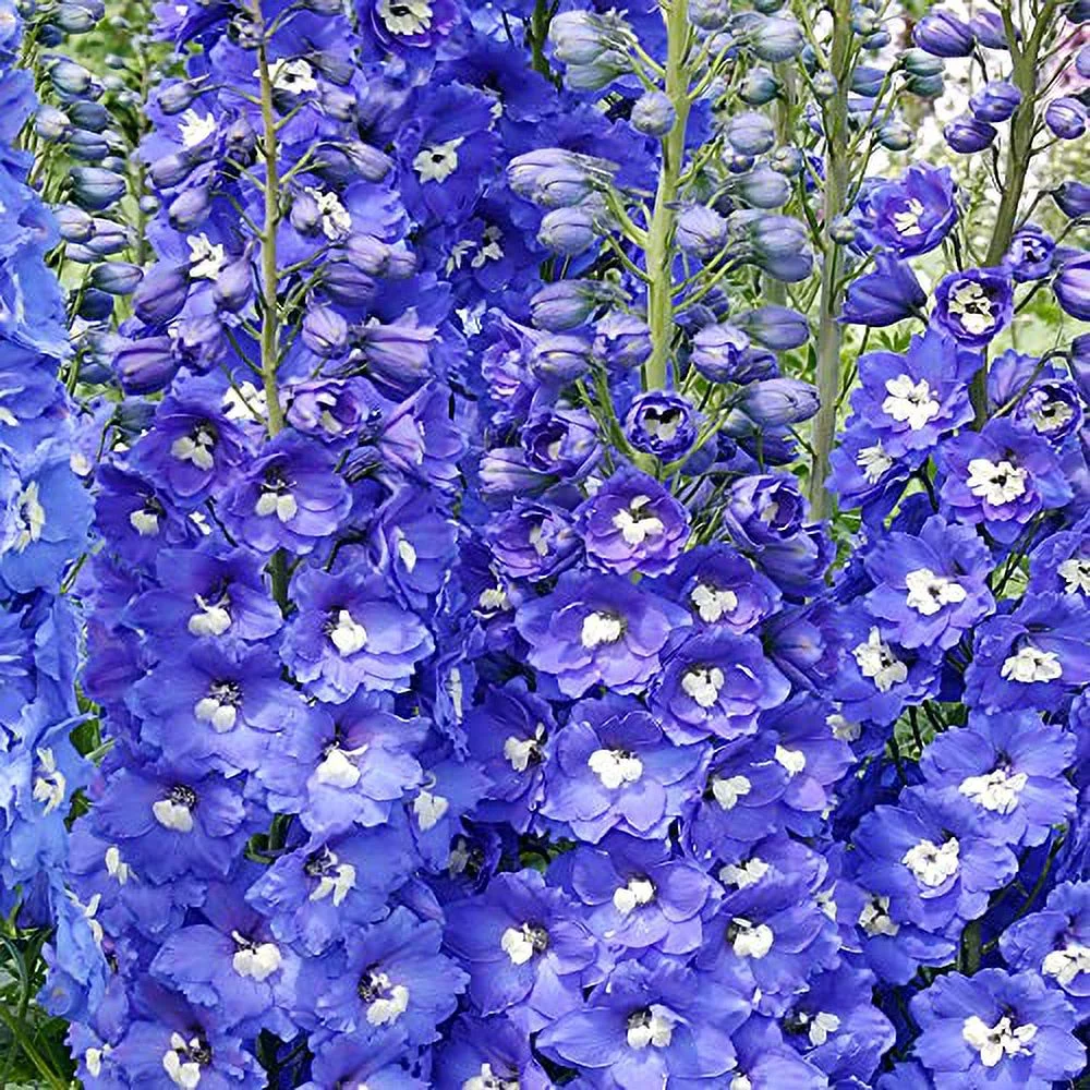 500Pcs Rocket Larkspur Light Blue Seeds Consolida Ajacis Cut Flowers Gift Non-GMO & Heirloom Beautiful Flower to Plant in Your Home Garden by YEGAOL Garden