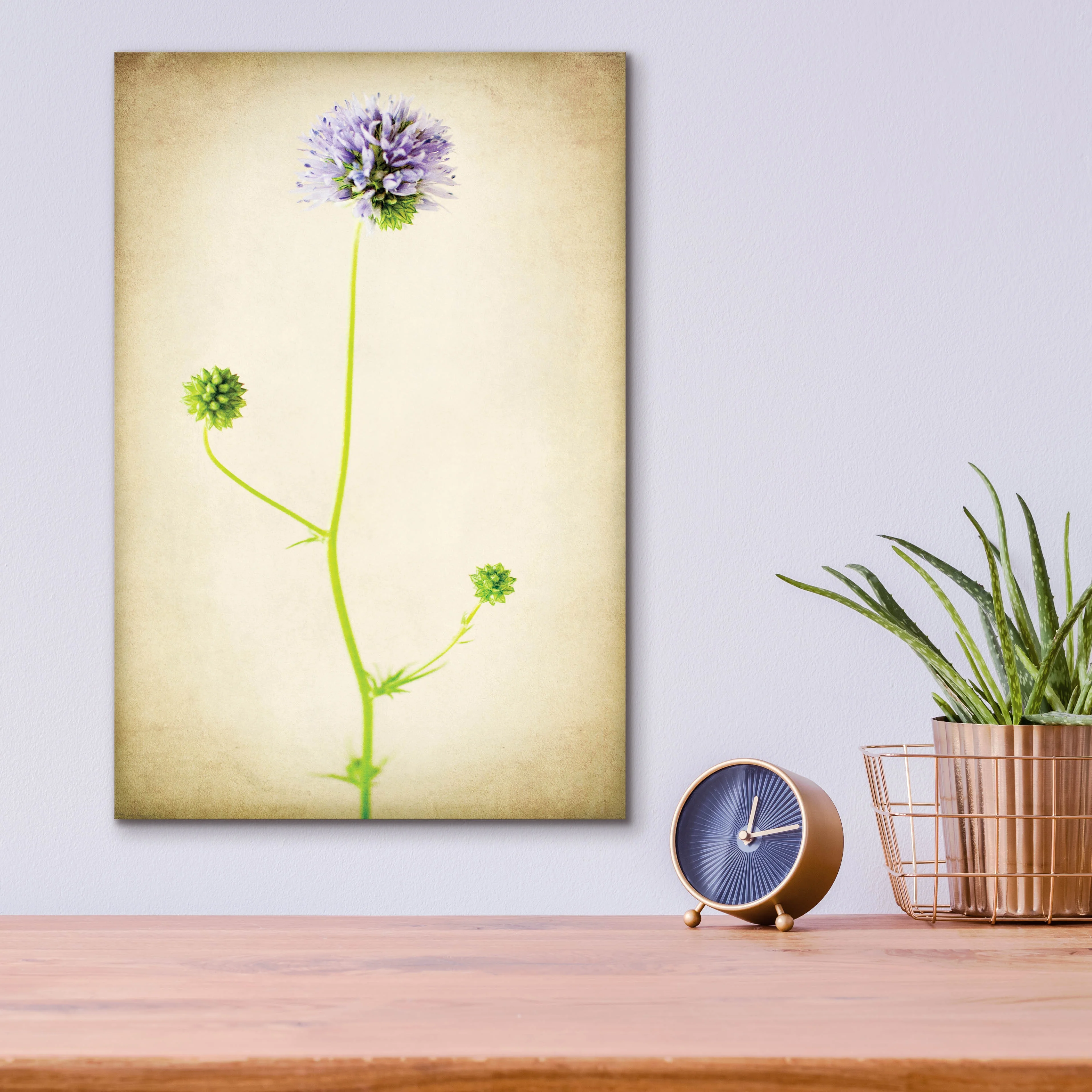 Epic Art 'Globe Gilia' by Jessica Rogers, Acrylic Glass Wall Art, 12