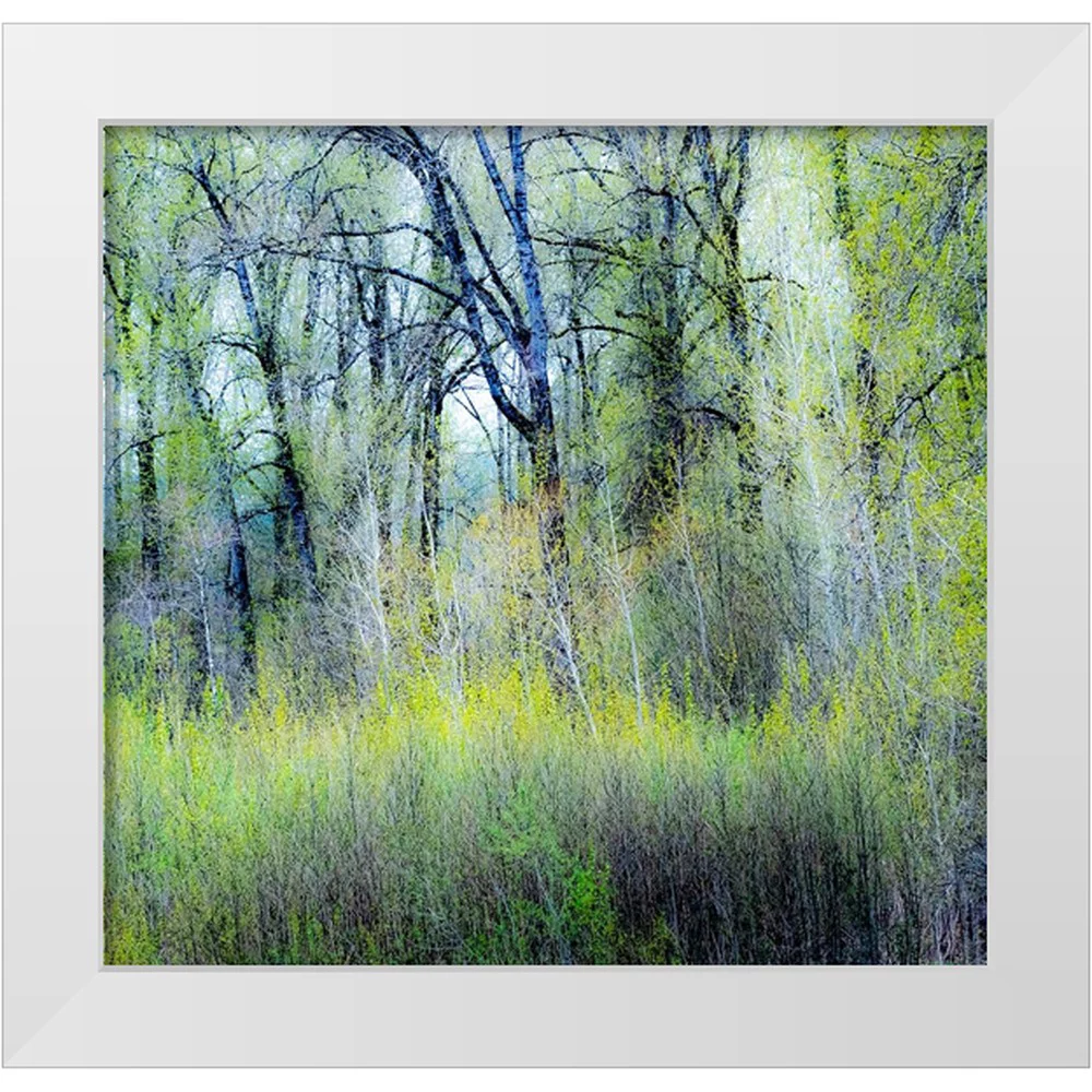 Gulin, Sylvia 12x12 White Modern Wood Framed Museum Art Print Titled - USA-Washington State-Fall City Cottonwoods just budding out in the spring