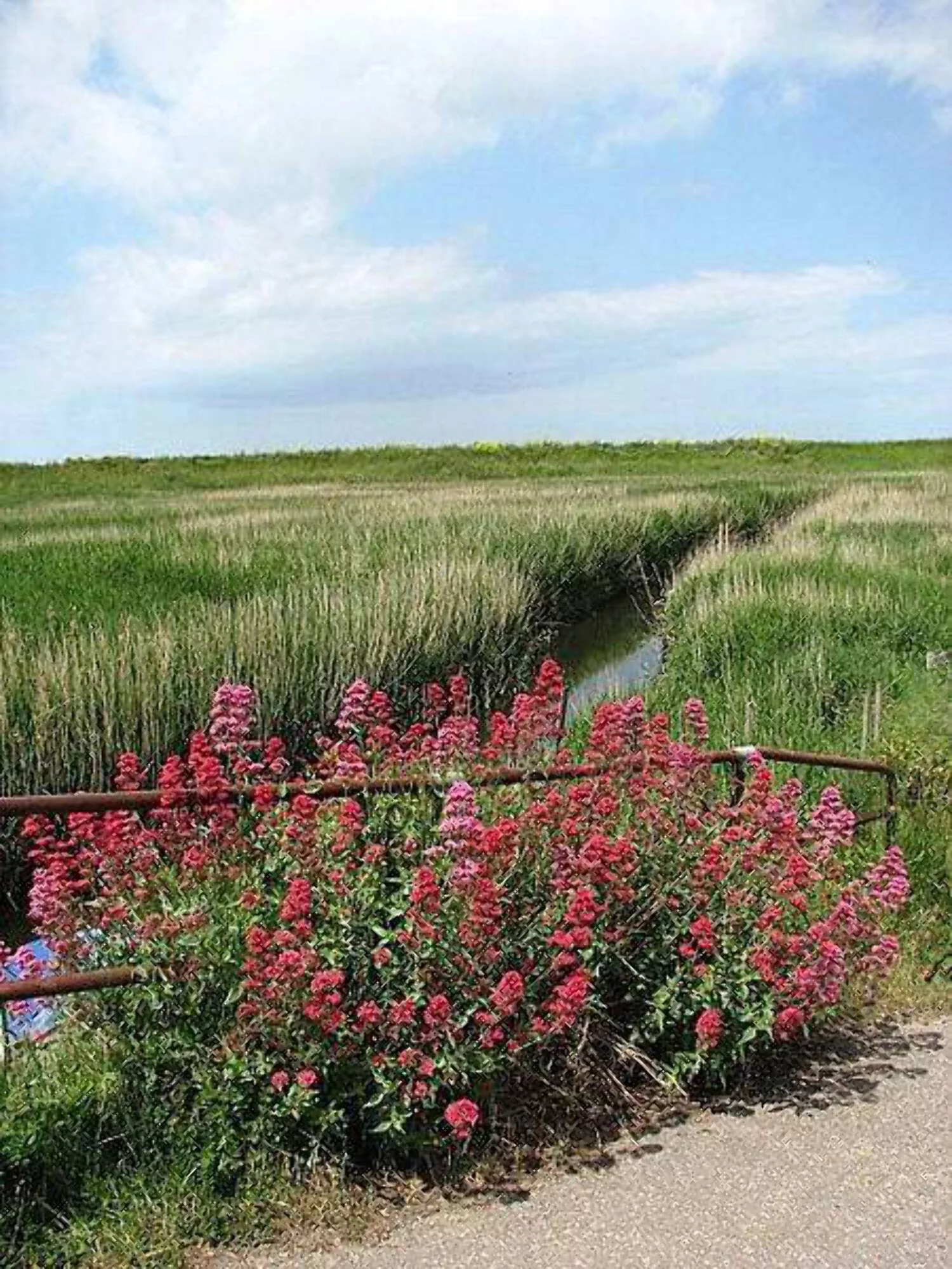 50 RED JUPITER'S BEARD Valerian Keys of Heaven Centranthus Ruber Flower Seeds