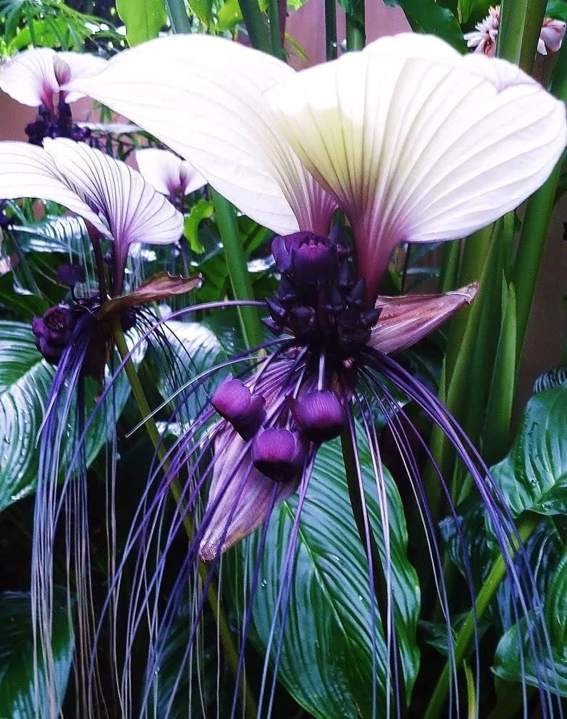 White Bat Flower Seeds - 5 Seeds for Planting - Attracts Butterflies, Rare - Tacca chantrieri