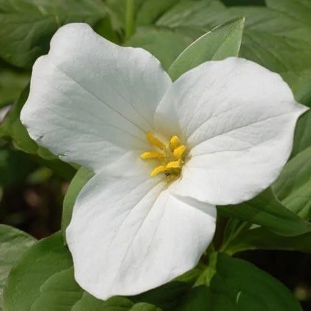 White Trillium Qty 10