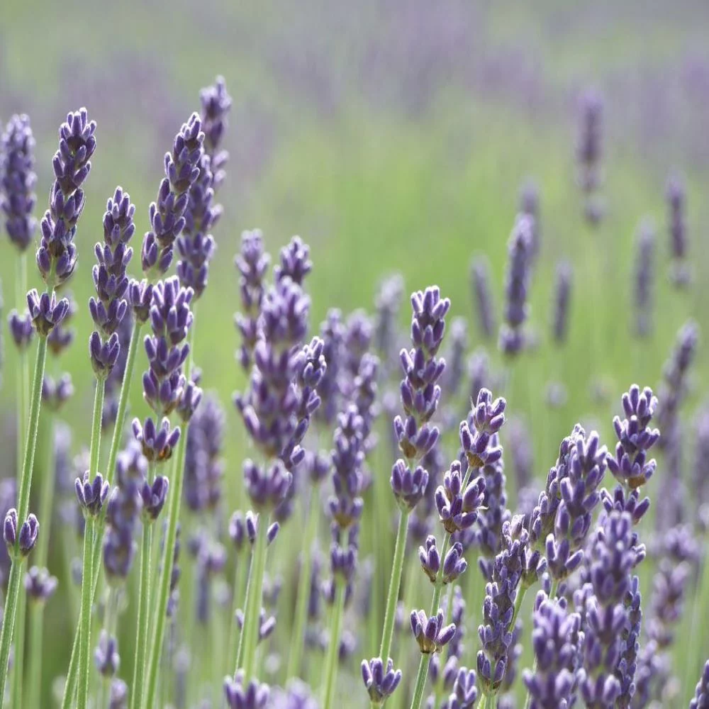 Earthcare Seeds - English Lavender 500 Seeds (Lavandula Angustifolia) Heirloom - Open Pollinated