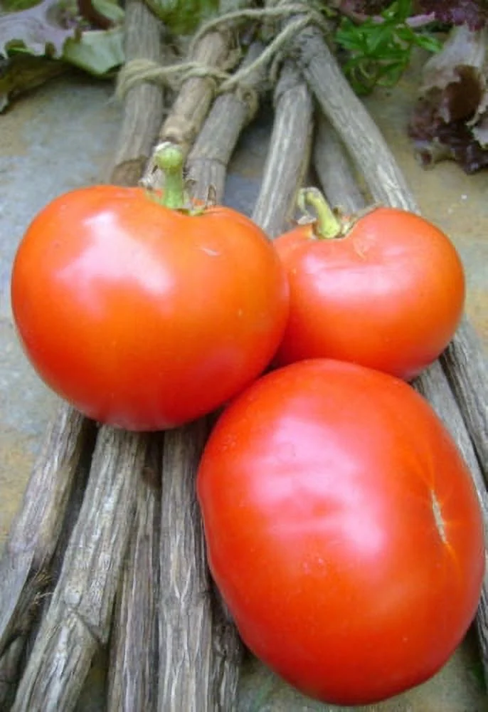 Tomato Oregon Spring Great Heirloom Garden Vegetable 100 Seeds