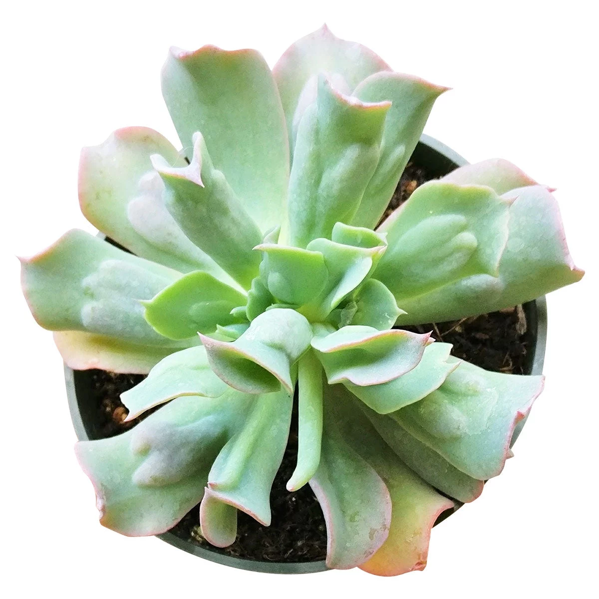 Echeveria Culibra (4