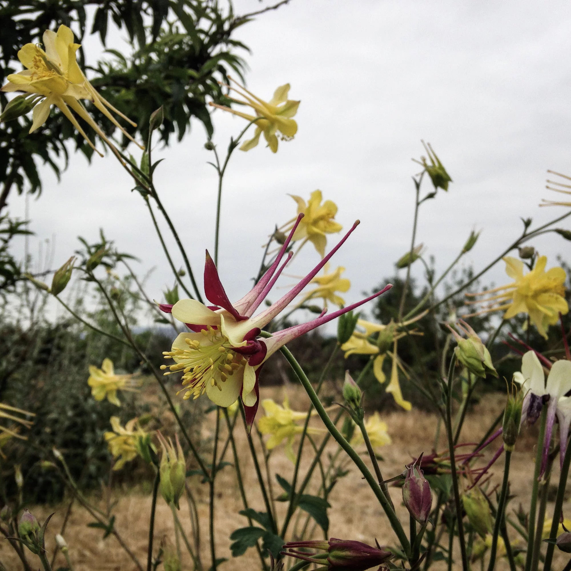 McKana Giants Columbine Flower Mix Seeds