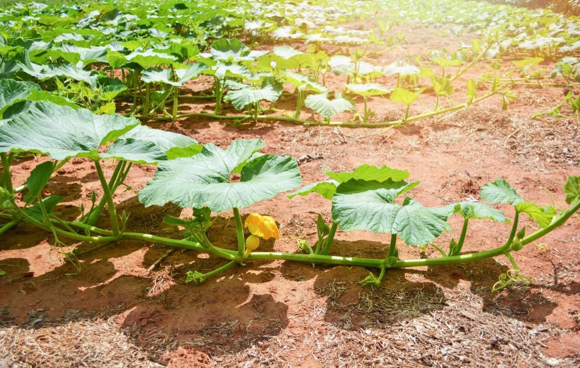 Jack Be Little Pumpkin Seeds, 10 Heirloom Seeds Per Packet, Non GMO Seeds, Isla's Garden Seeds