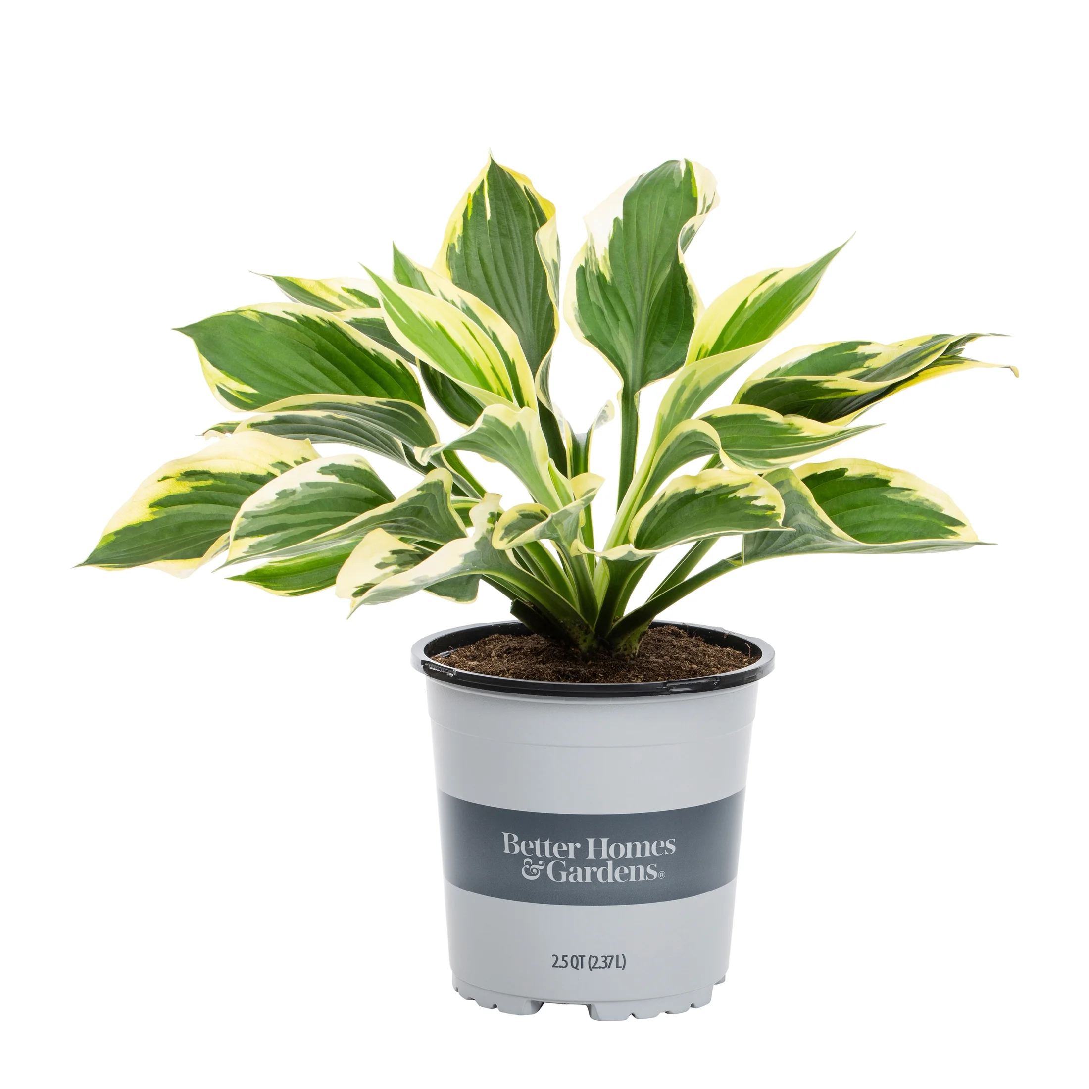 Better Homes & Gardens 2.5QT Multicolor Hosta Live Plant Grower Pot Shade