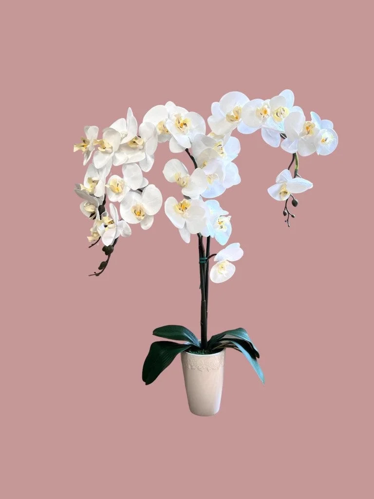 Pixies Gardens Stunning Artificial Orchids Without Pot White 2 Stem