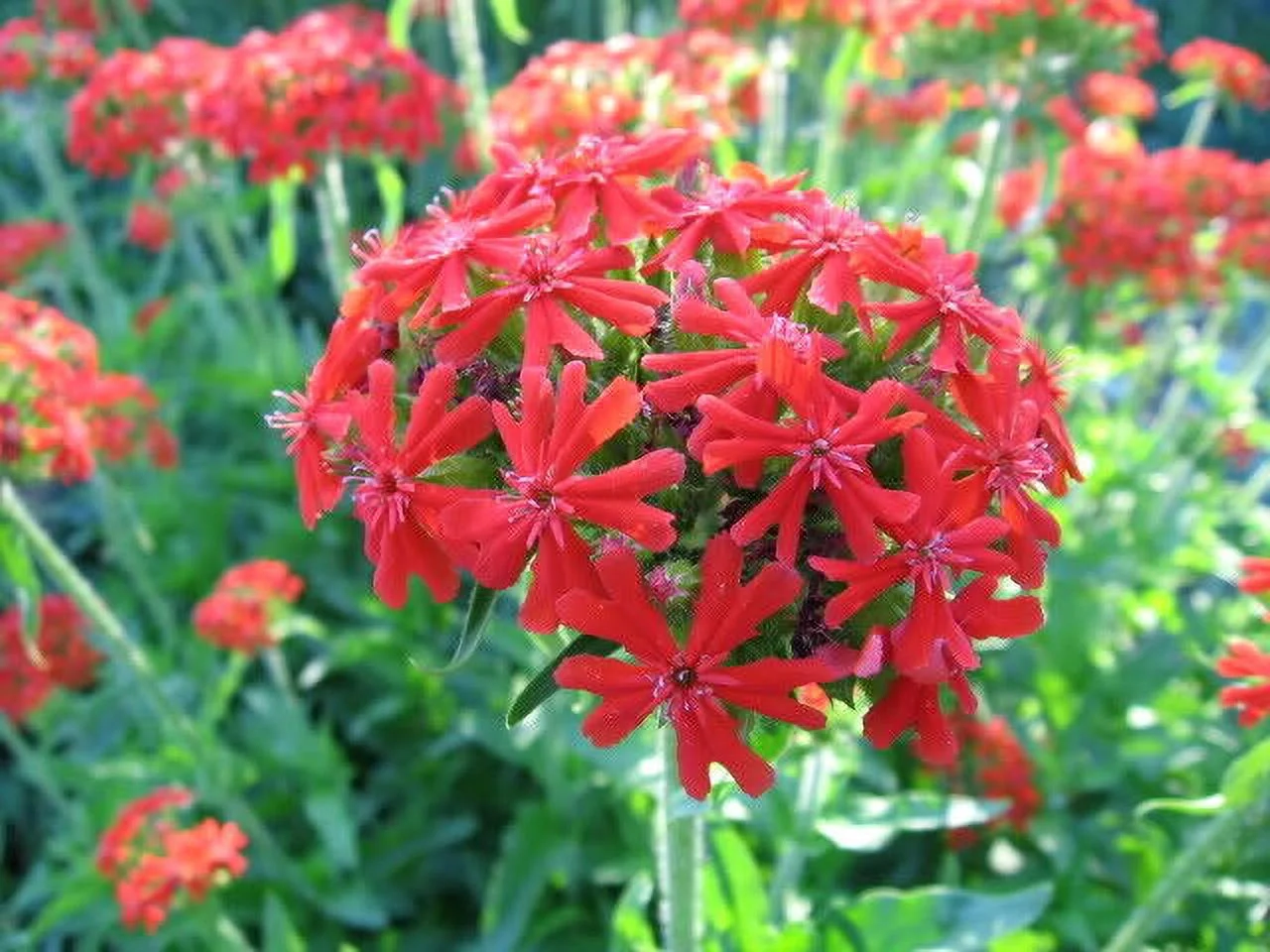 70 RED LYCHNIS Chalcedonica / Rose Campion / Catchfly Flower Seeds *Flat S/H