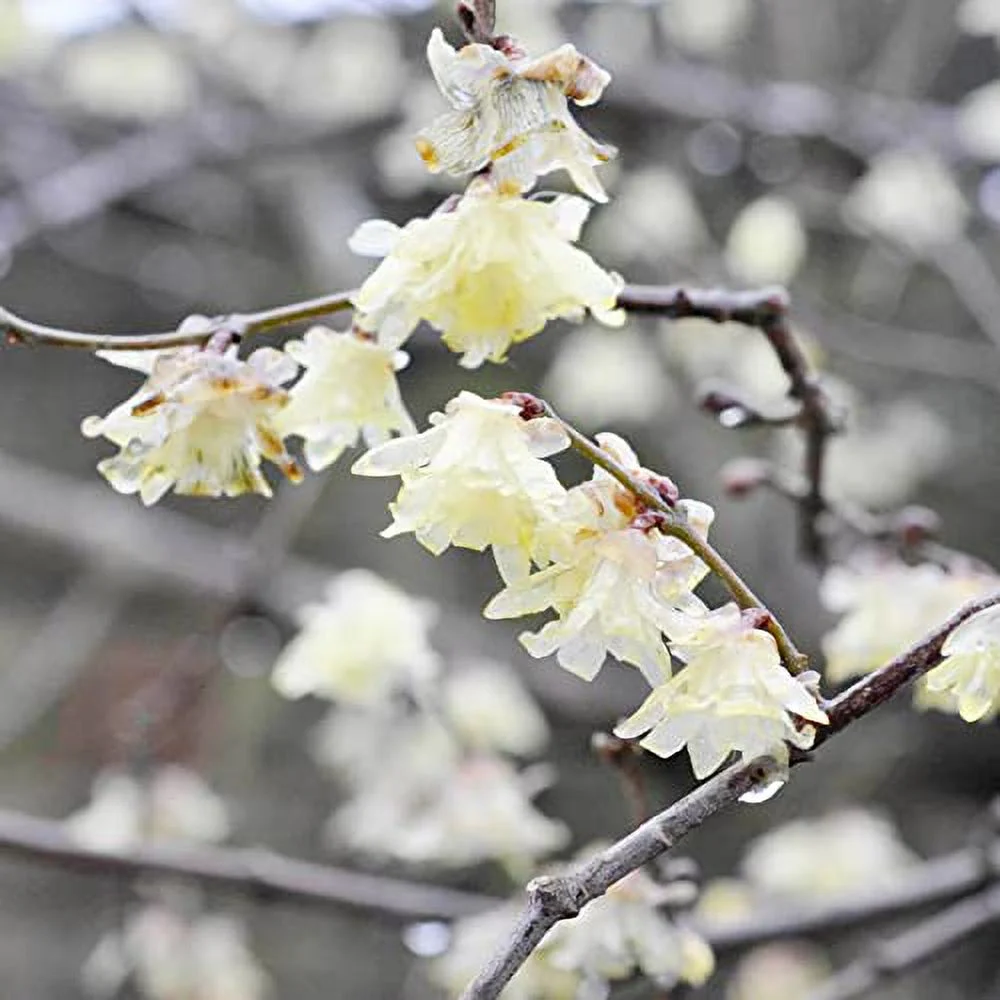 Chimonanthus Praecox Seeds Wintersweet Fragrant Deciduous Shrub Cut Flowers Drought Tolerant Low Maintenance Beds Borders Outdoor 50Pcs Flower Seeds by YEGAOL Garden