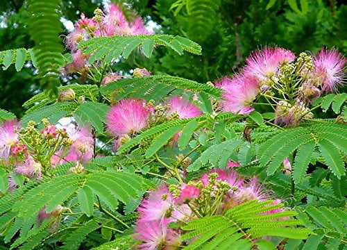 Albizia julibrissin | Mimosa Tree | 10_Seeds