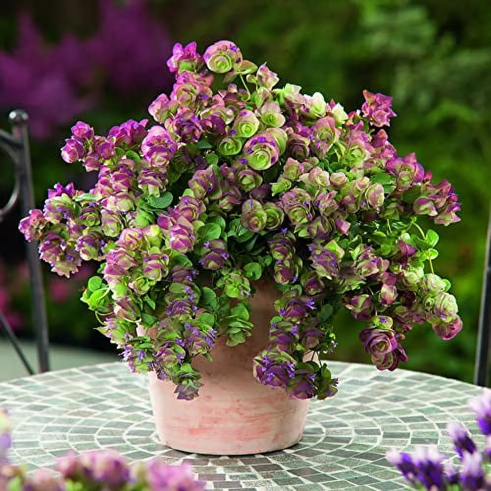 Origanum 'Kirigami' Seeds Ornamental Oregano Seeds Perennial Decorative Attracts Bees Deer Resistant Hardy Hanging Baskets Container 50Pcs Herb Seeds by YEGAOL Garden