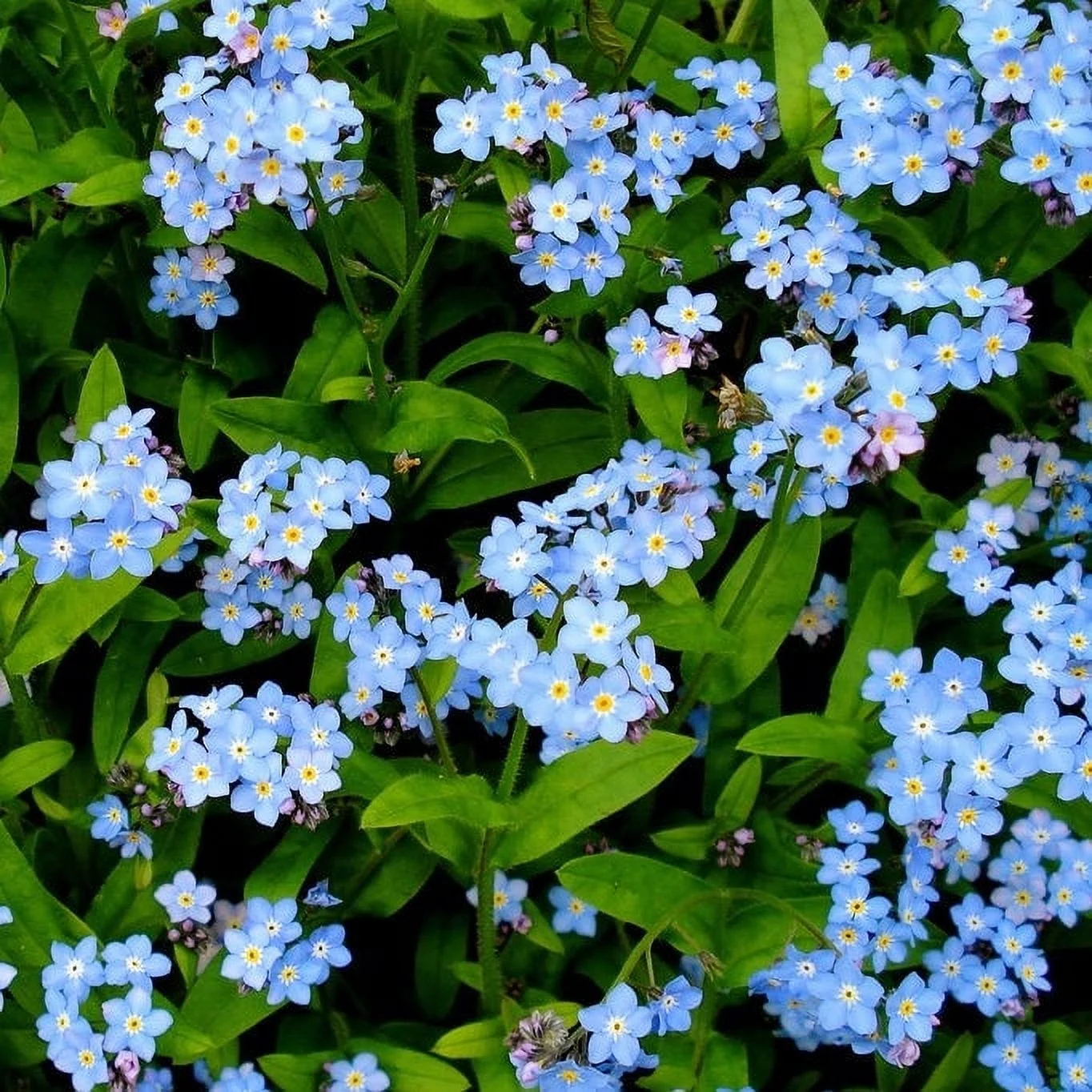 Forget Me Not Seeds - Blue - 1 Pound - Blue Flower Seeds,  Heirloom Seed  Attracts Bees, Attracts Butterflies, Attracts Hummingbirds, Attracts Pollinators, Easy to Grow & Maintain, Container Garden