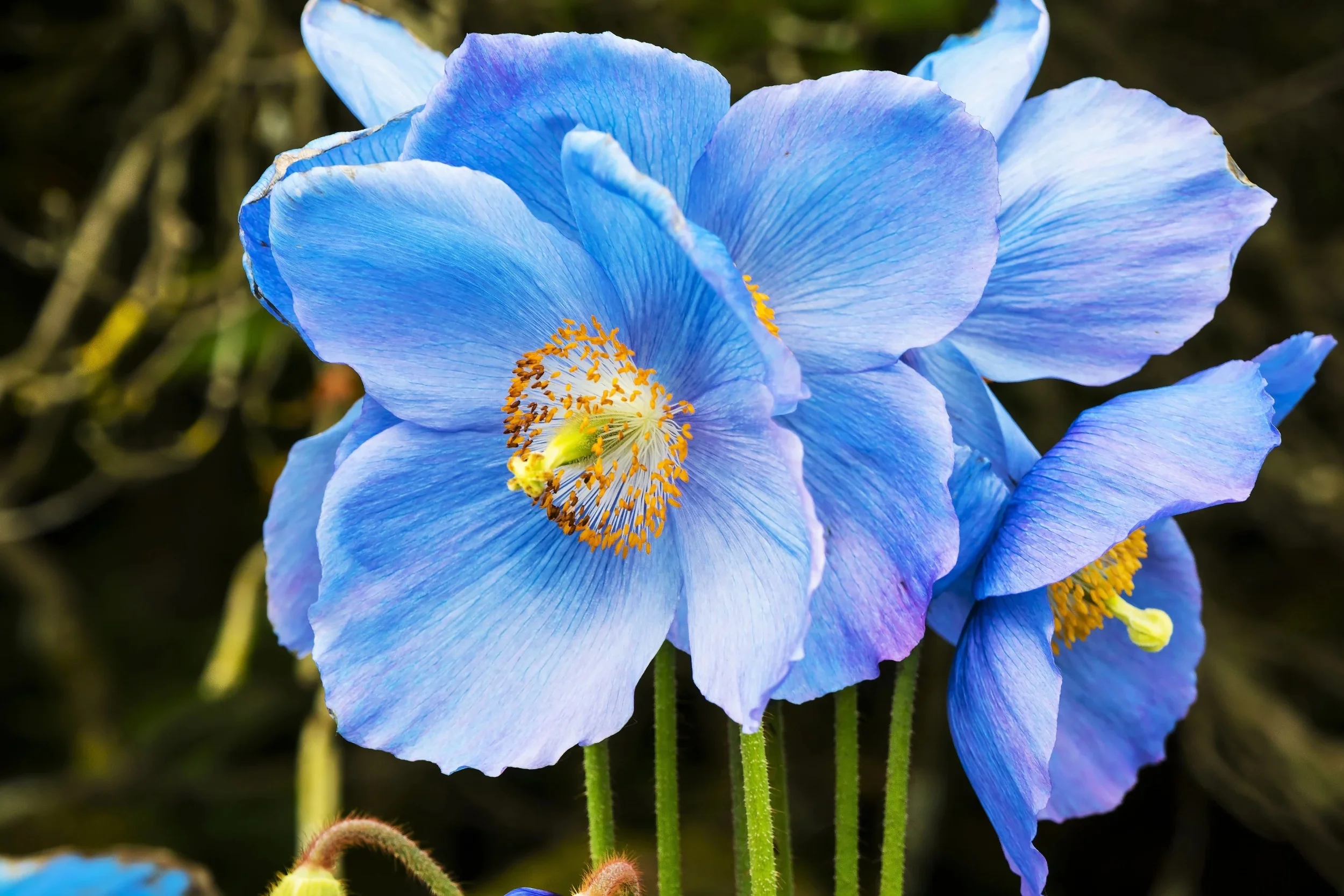 10 BLUE HIMALAYAN POPPY Tibetan Meconopsis Betonicifolia Flower Seeds