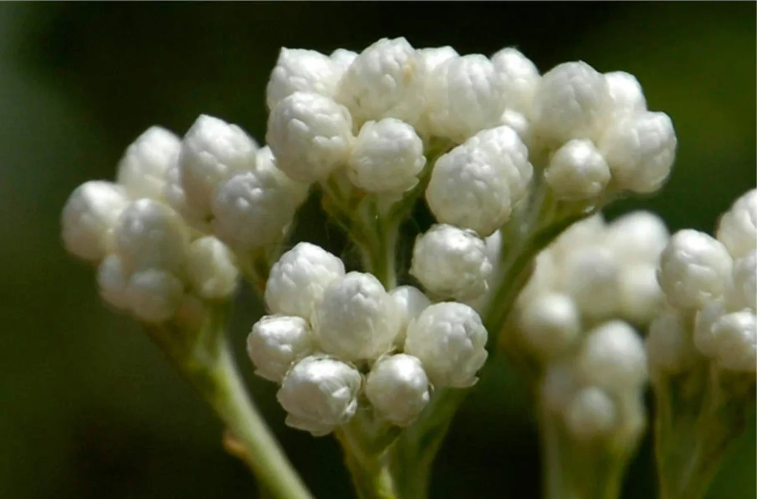 100 White SWEET EVERLASTING Gnaphalium Obtusifolium Butterfly Flower Herb Seeds