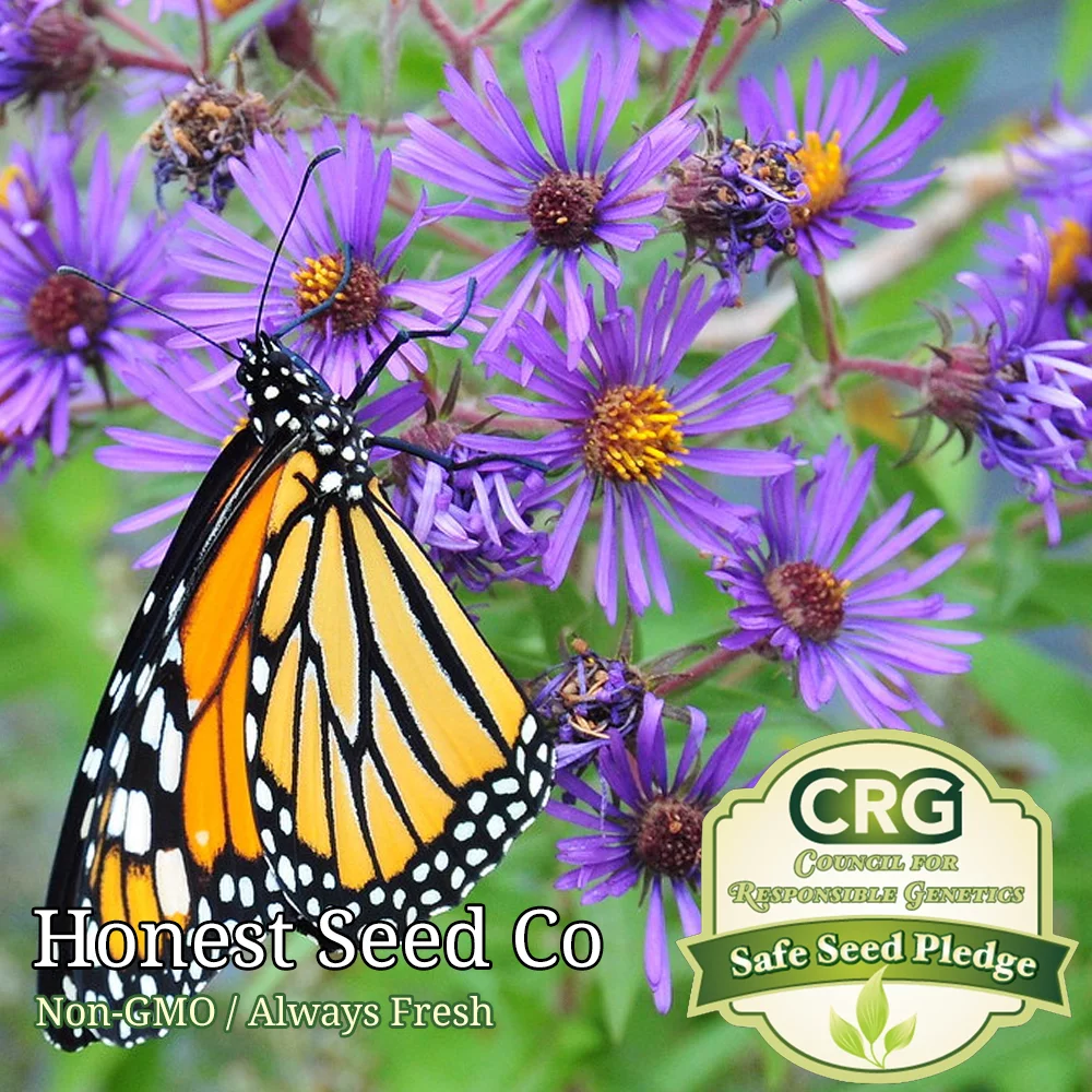 500+ New England Purple ASTER Seeds | Perennial Flowers - Attract Pollinators