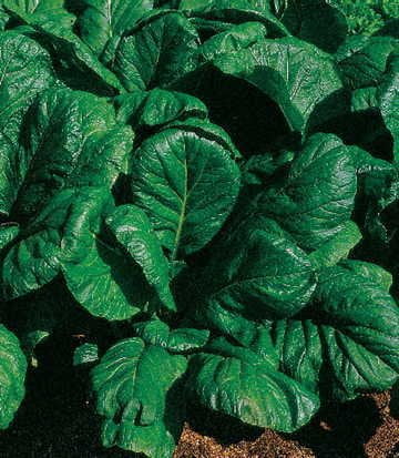 Park Seed Savanna Hybrid Mustard Green Seeds, Pack of 350 Seeds