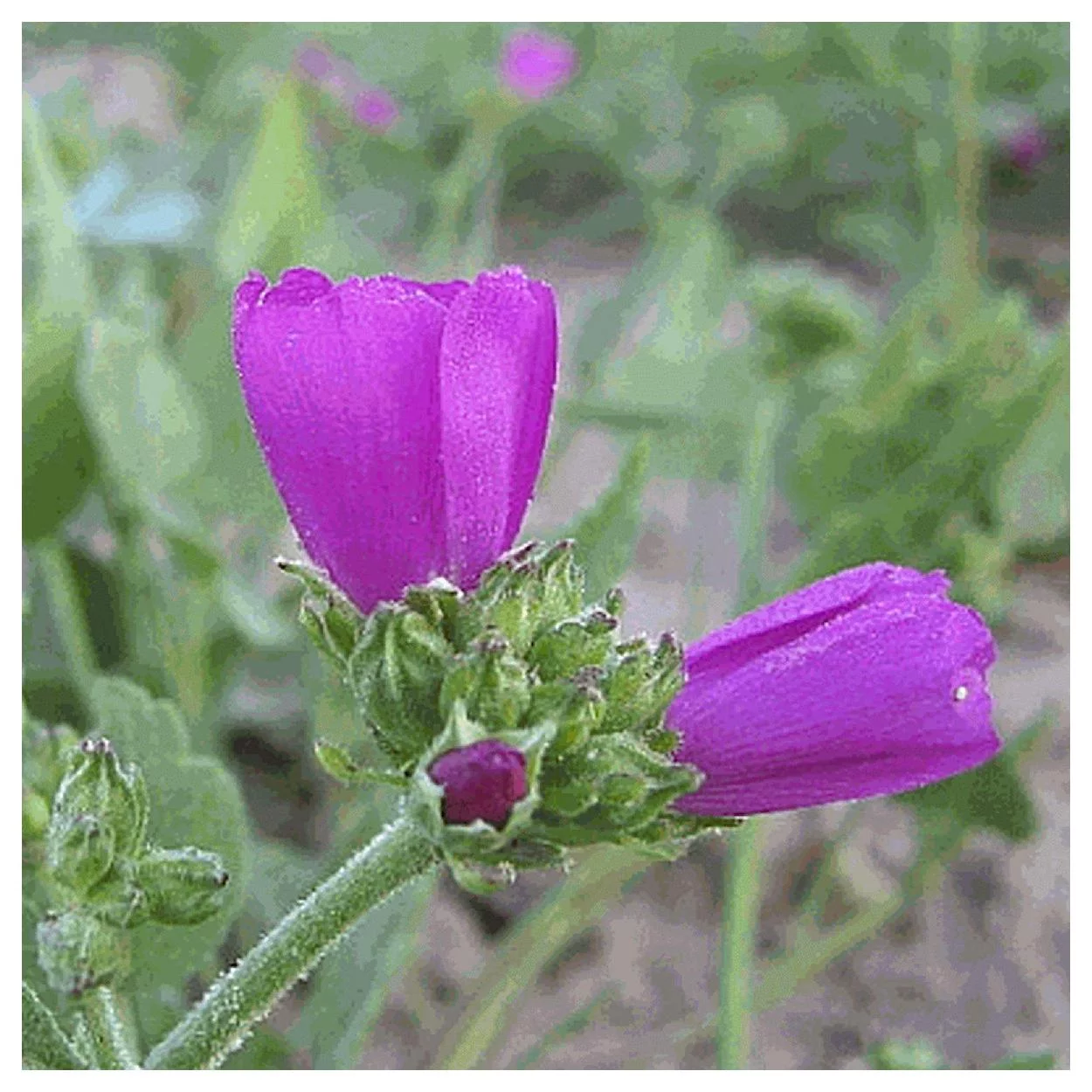 Everwilde Farms - 25 Clustered Poppy Mallow Native Wildflower Seeds - Gold Vault Jumbo Bulk Seed Packet